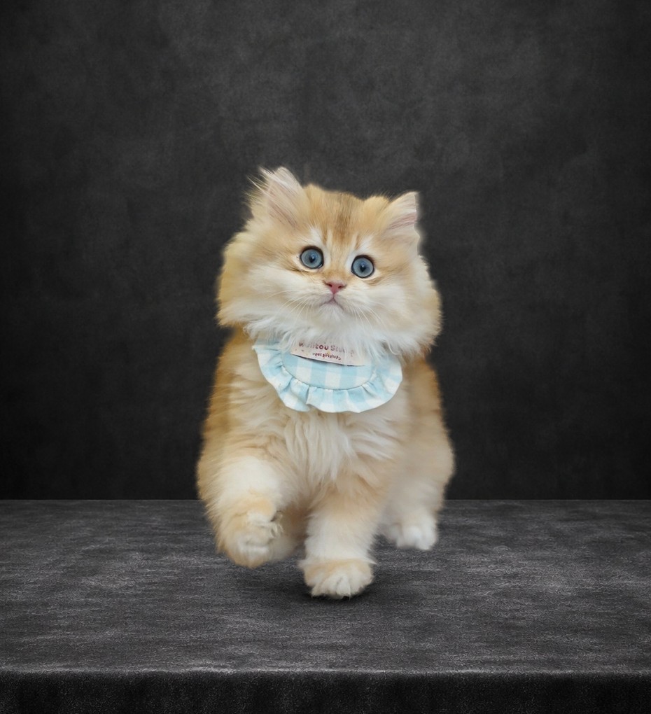 豆豆