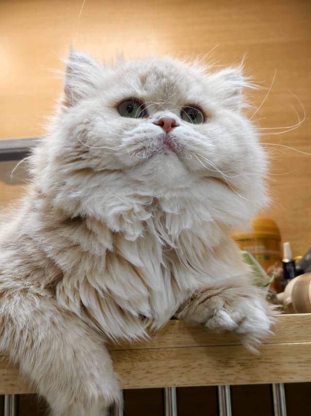 金库