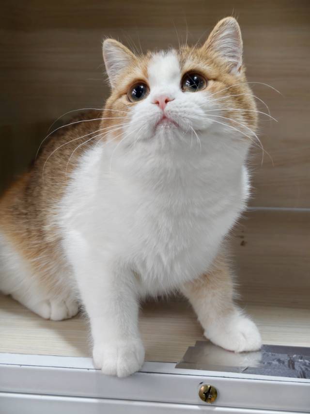 花姑凉