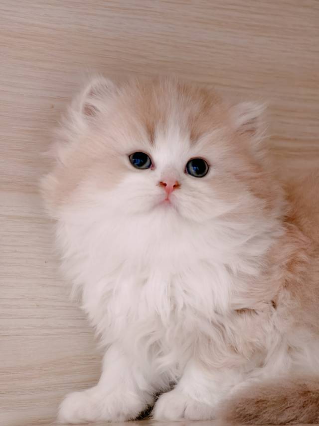 小趴菜