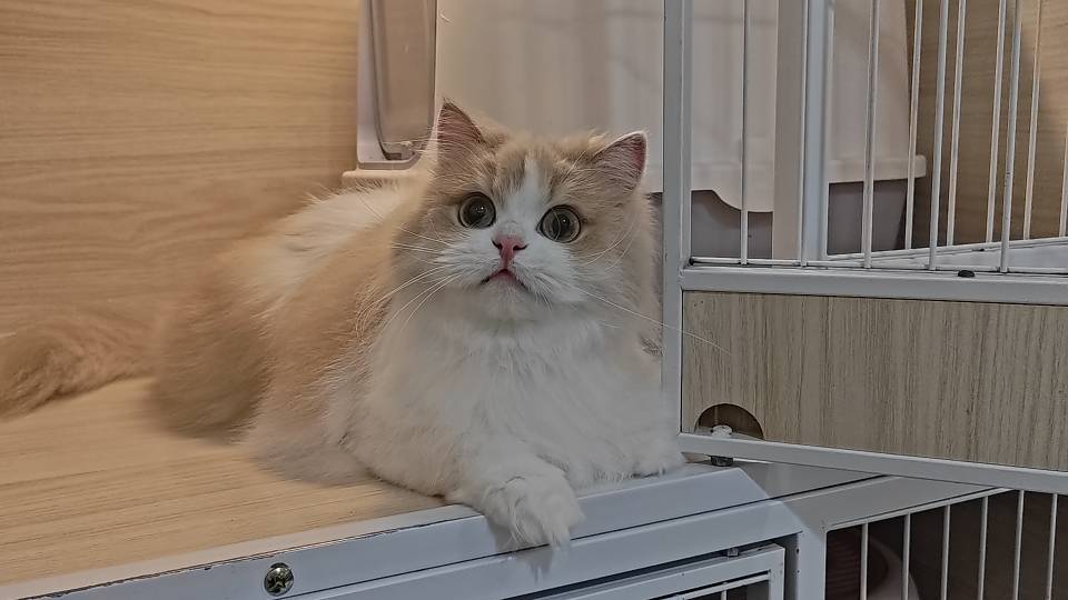 麦芽