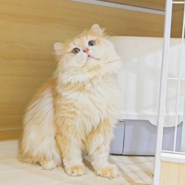 顺风