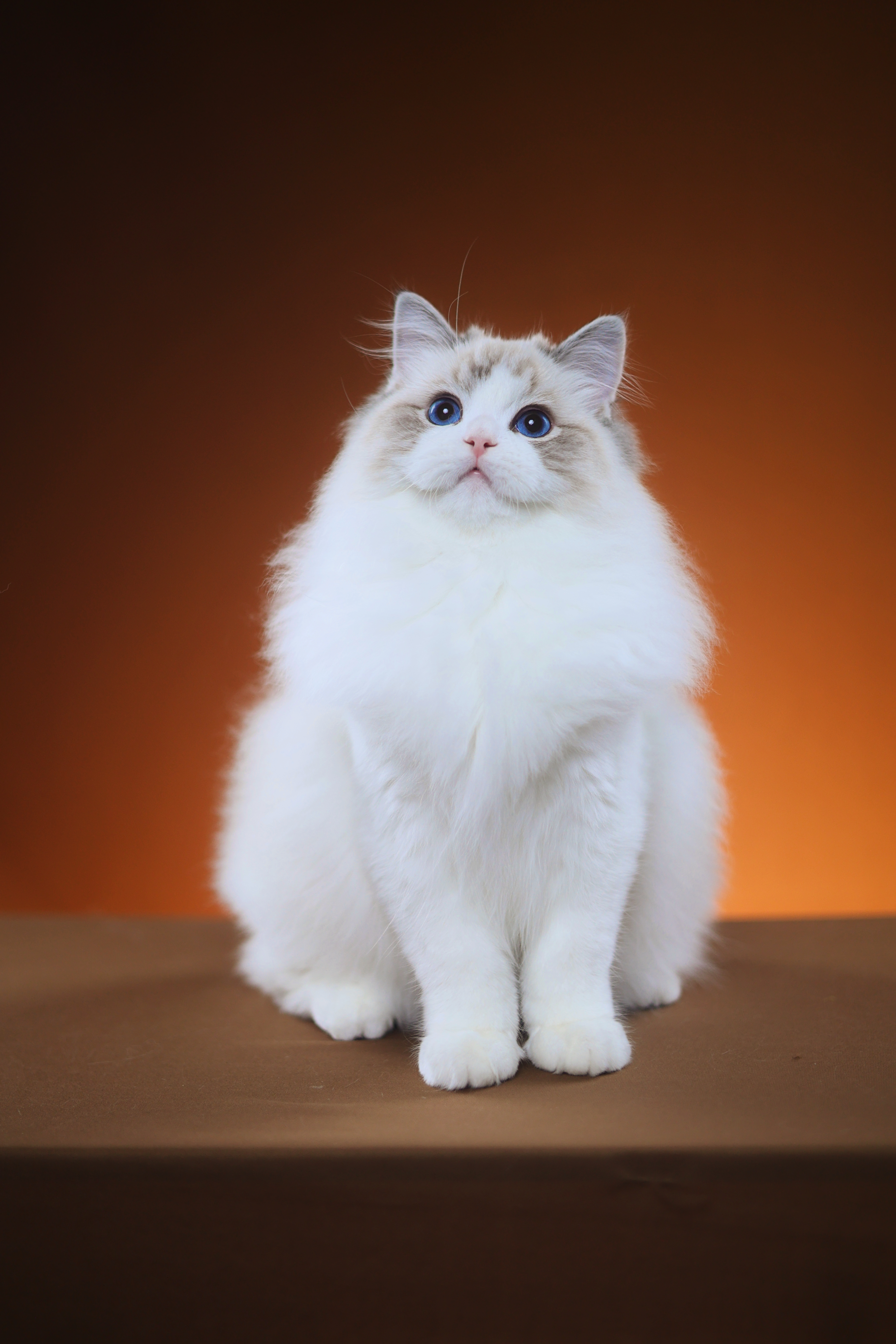 周周家的布偶猫