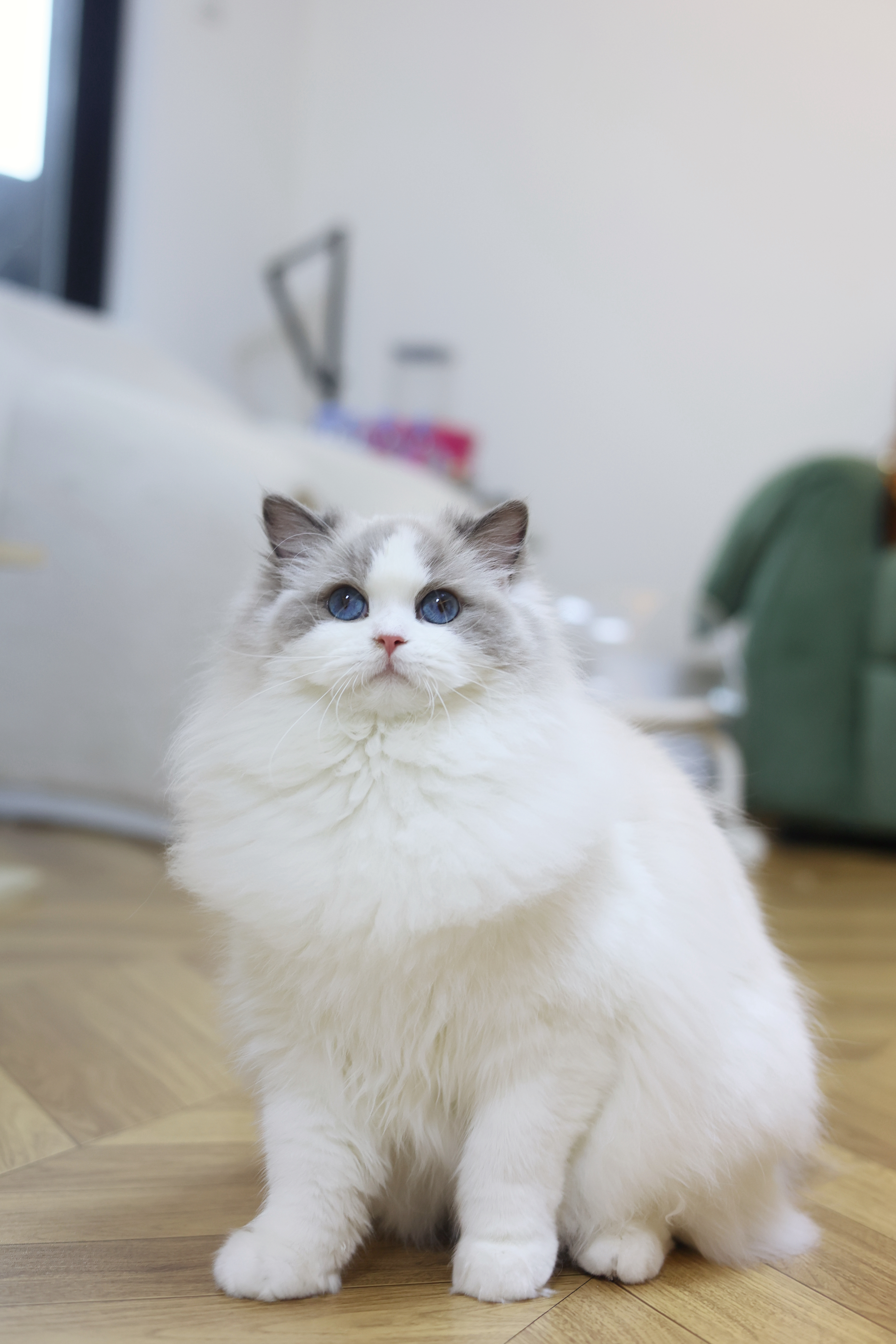知夏