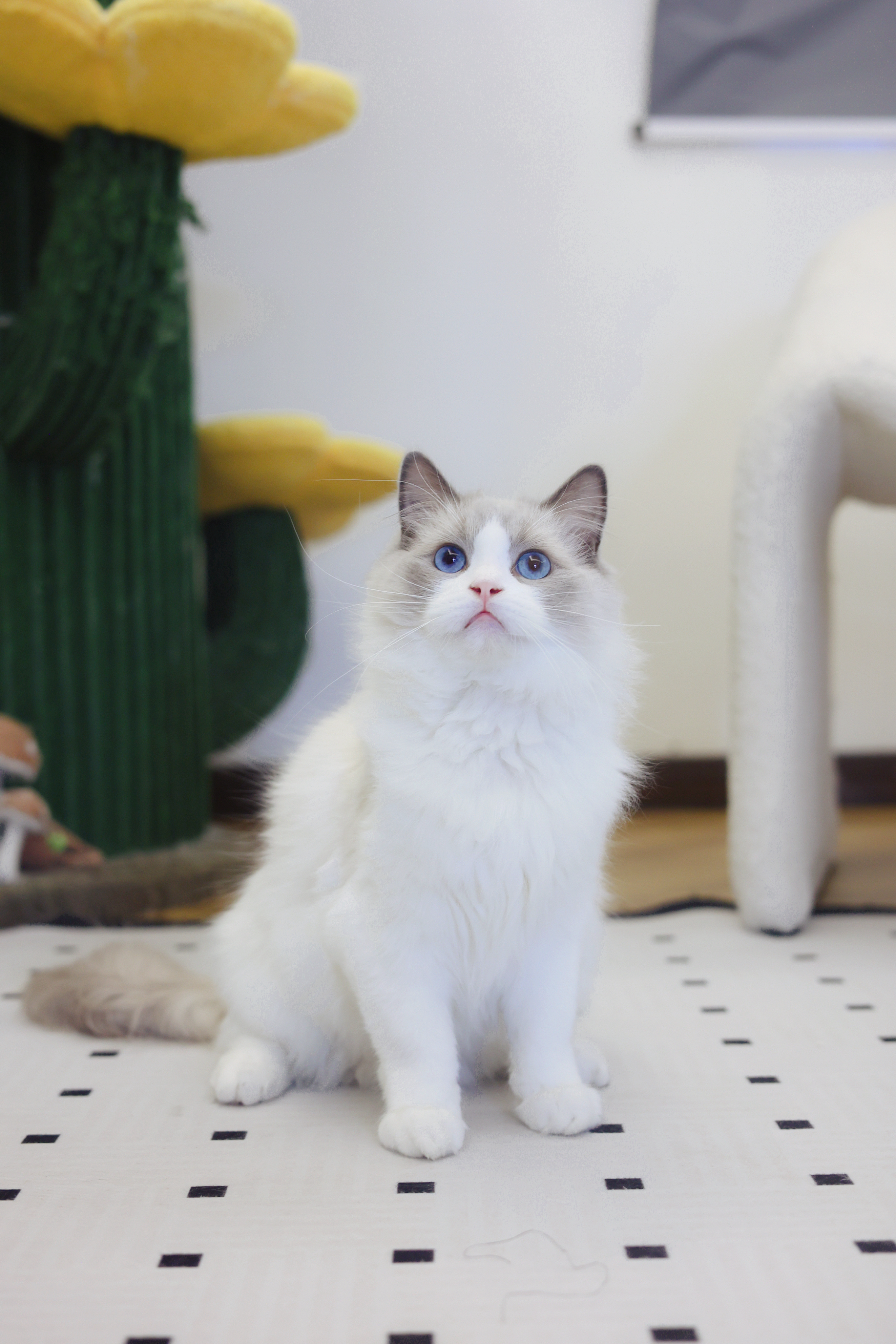 周周家的布偶猫