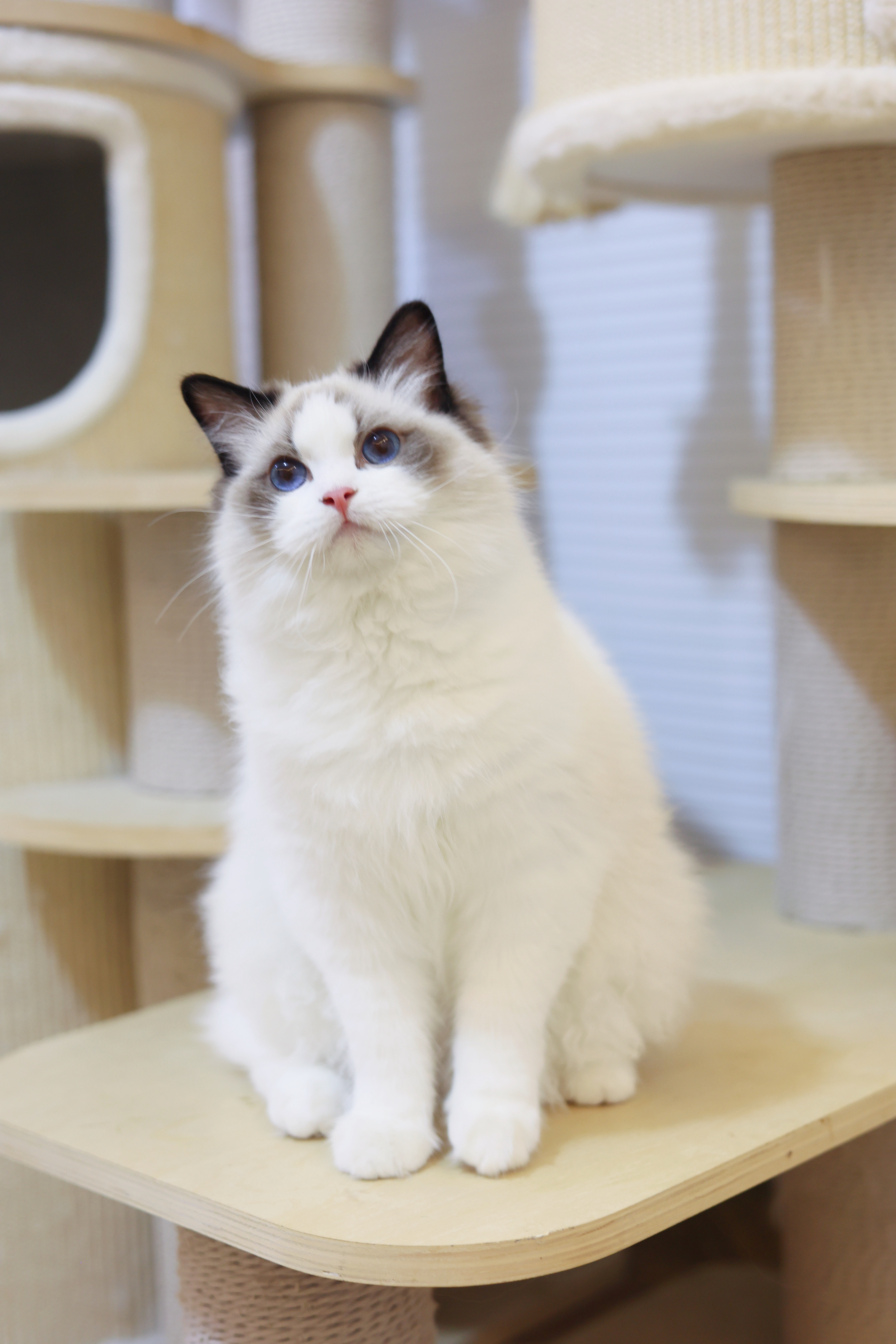周周家的布偶猫