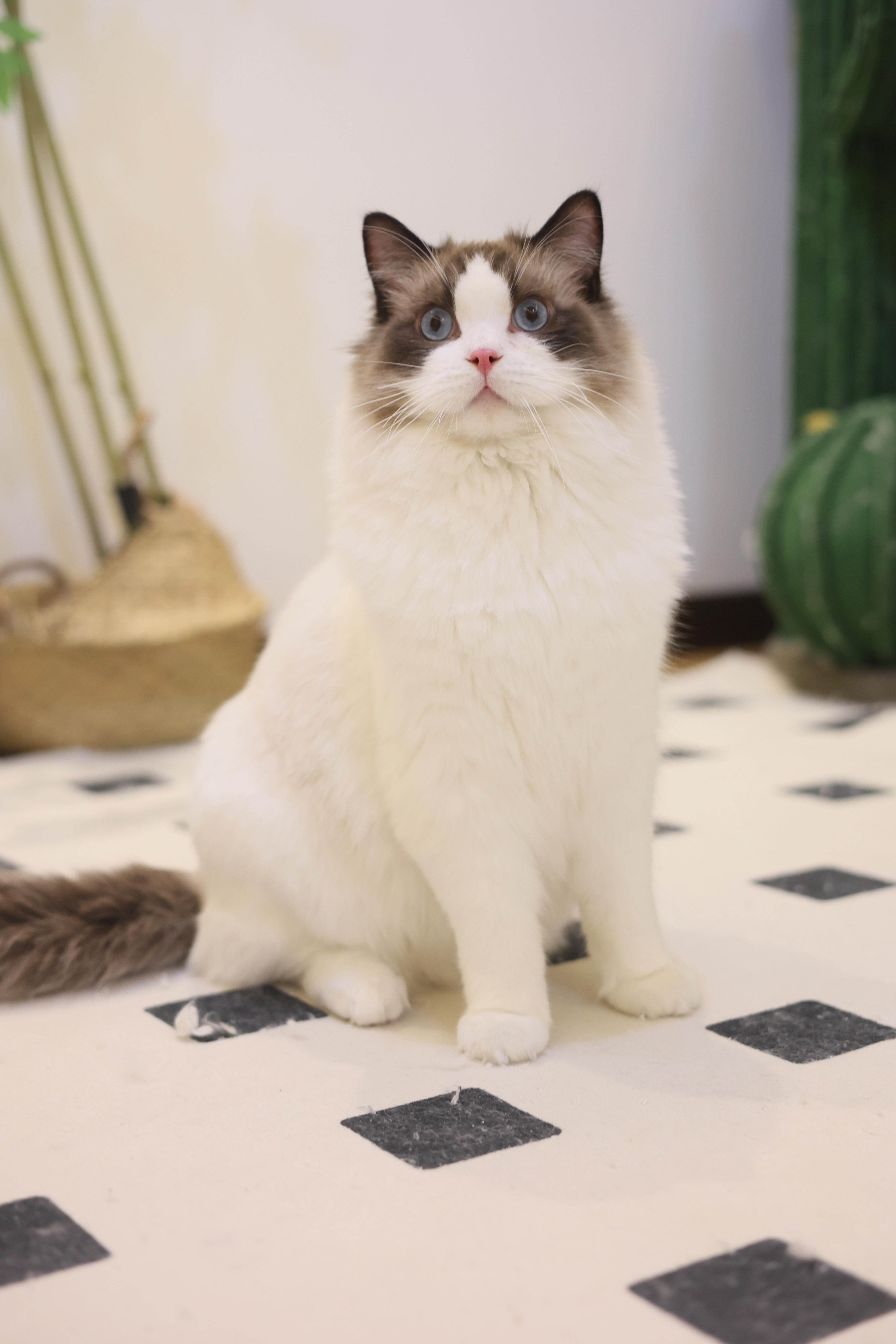 周周家的布偶猫