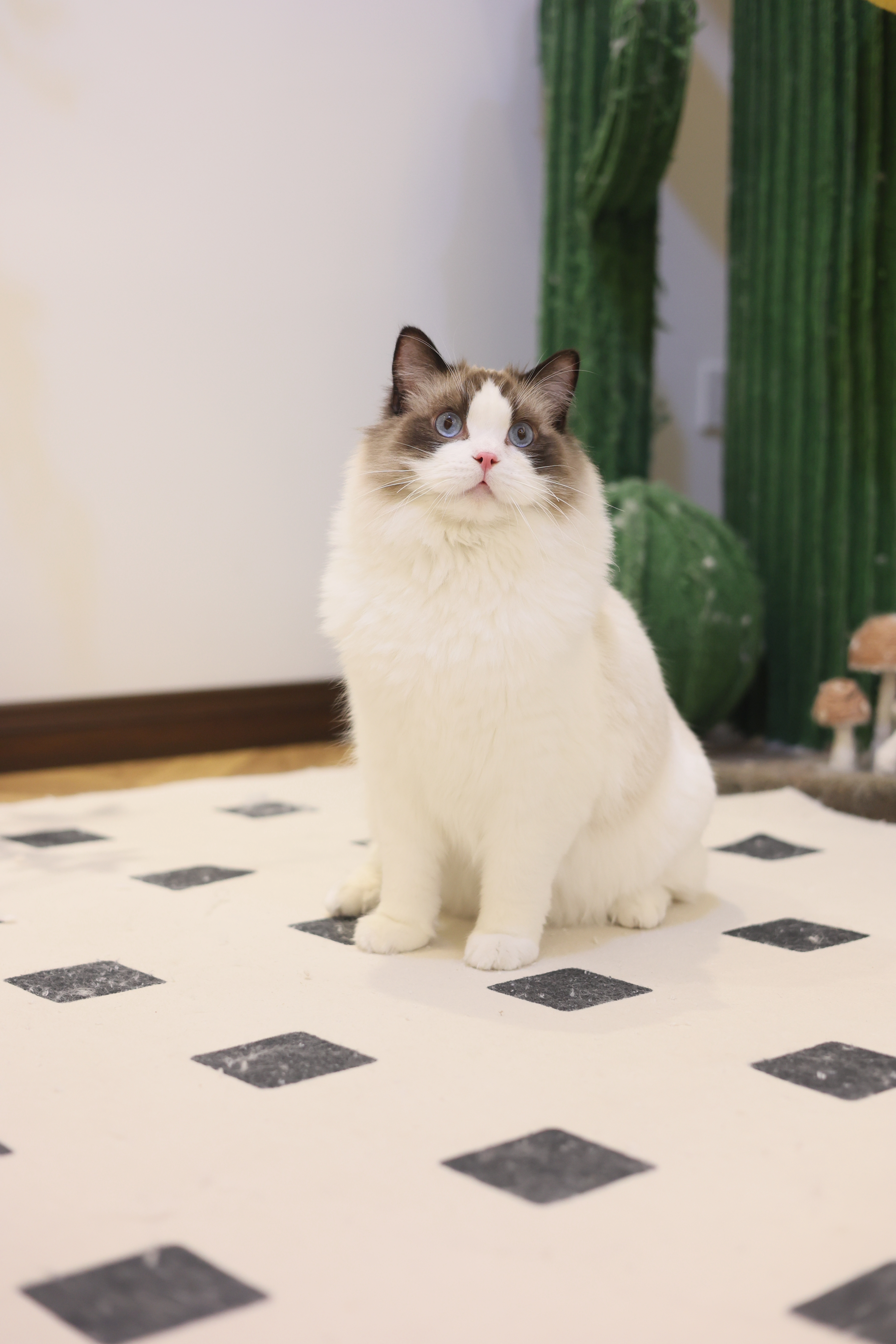 叮当 2