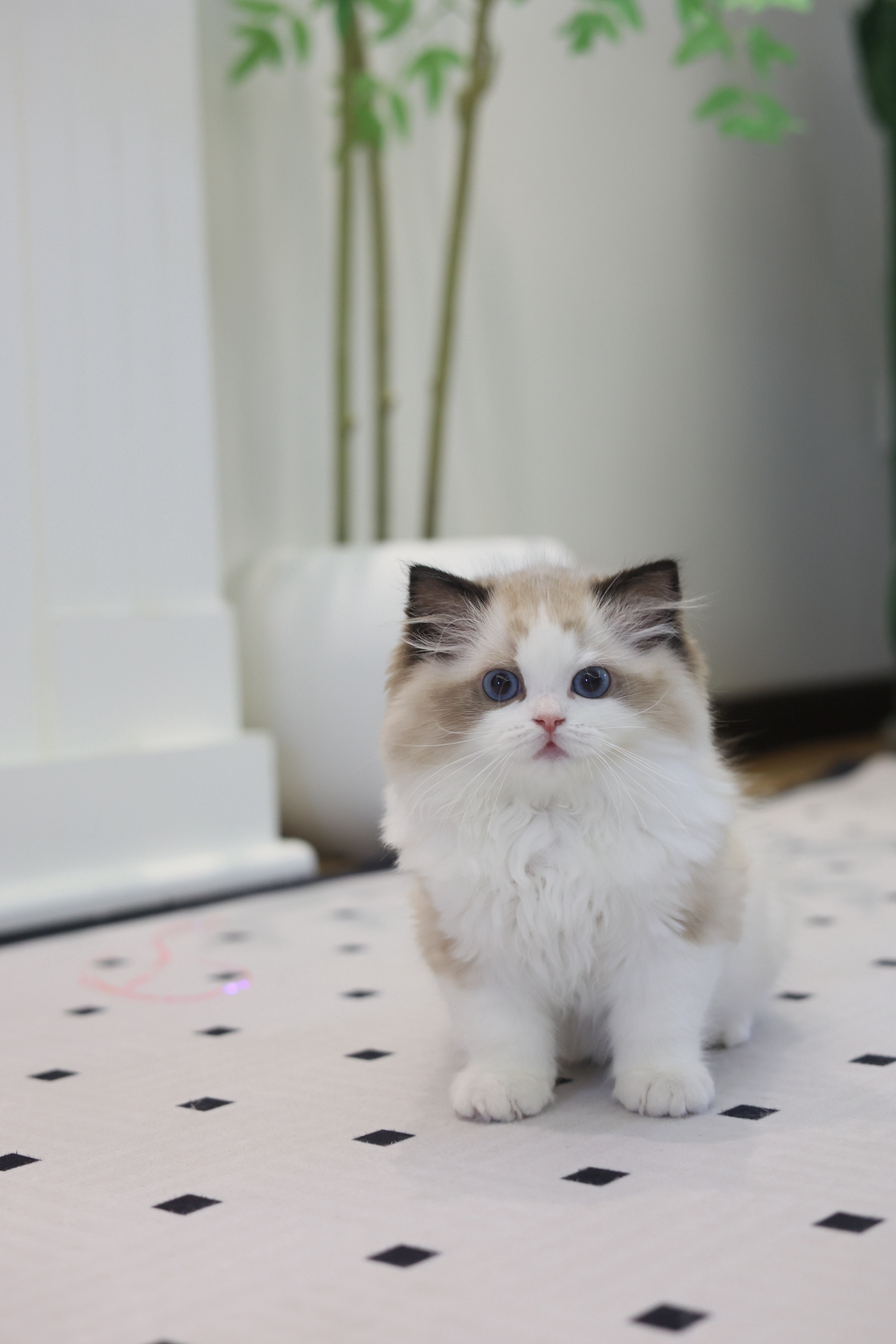 周周家的布偶猫