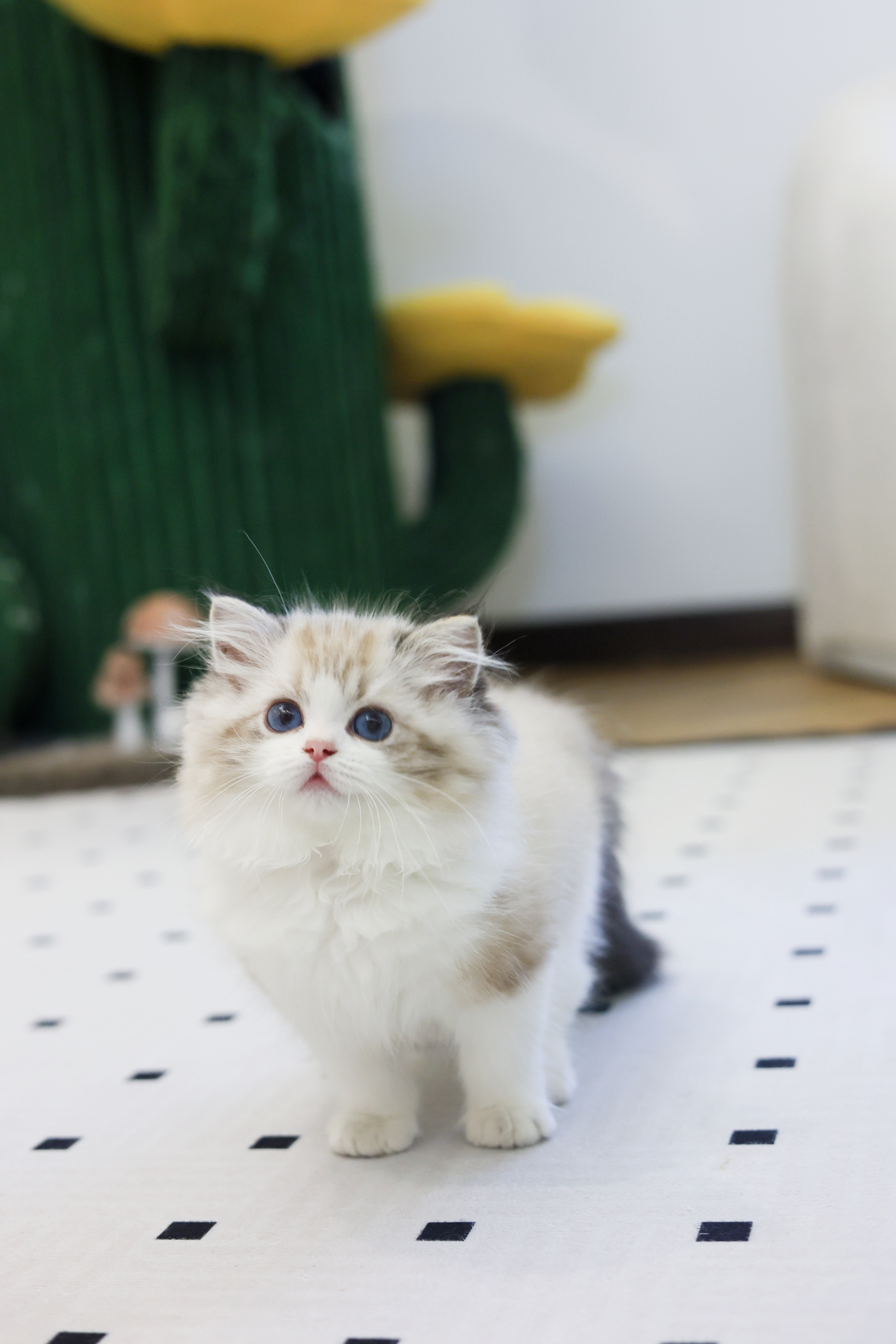 周周家的布偶猫