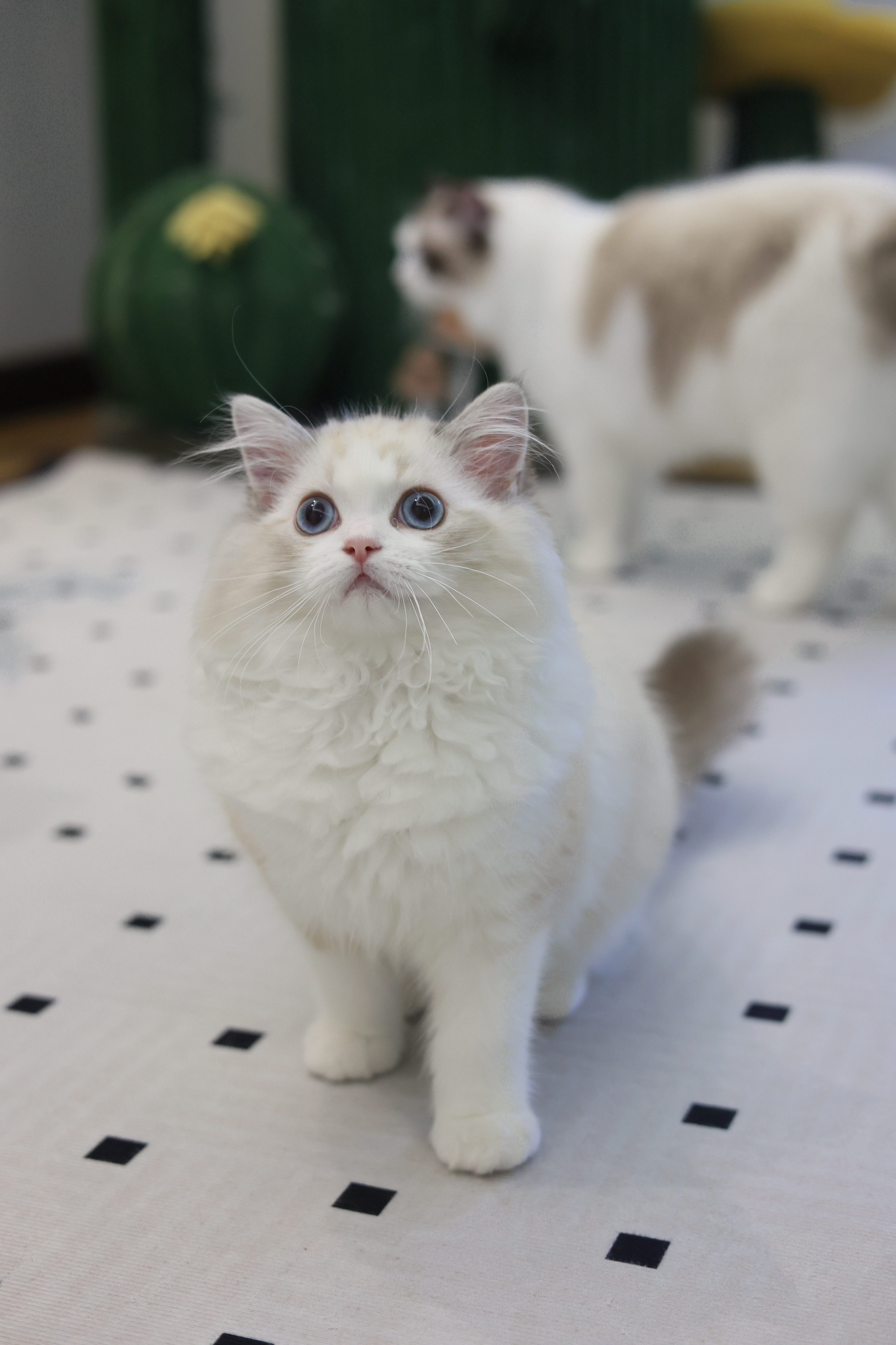 周周家的布偶猫