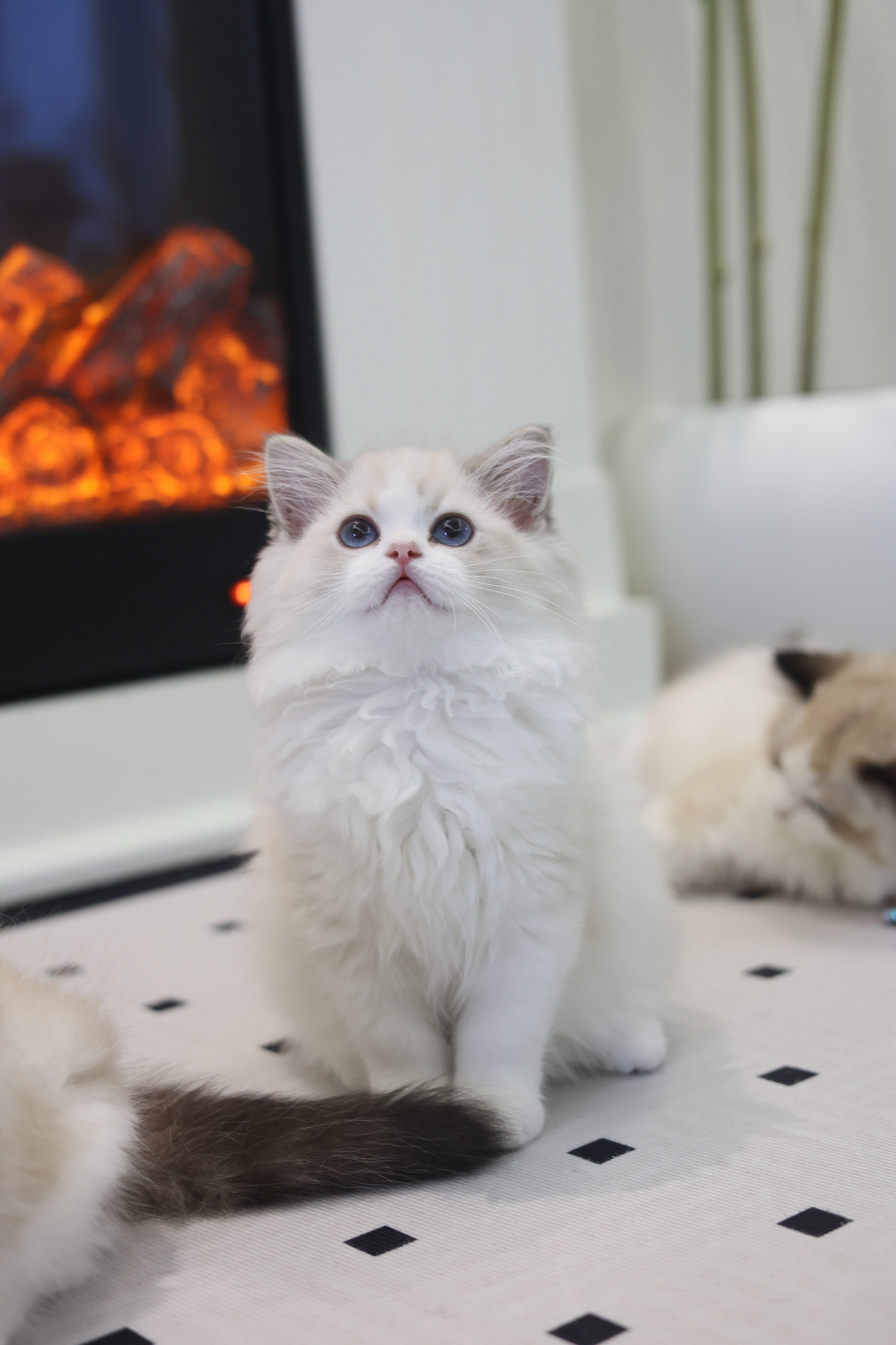 周周家的布偶猫
