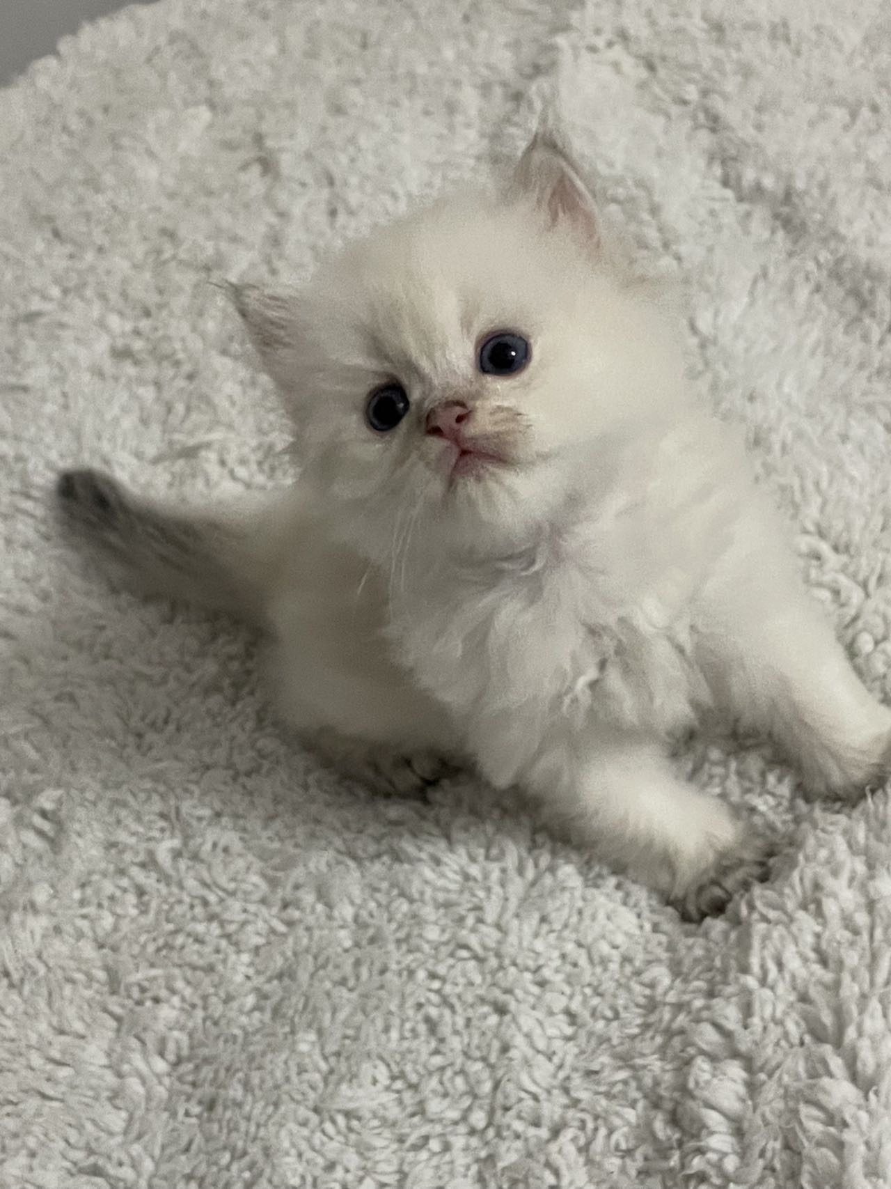 小熊版弟弟