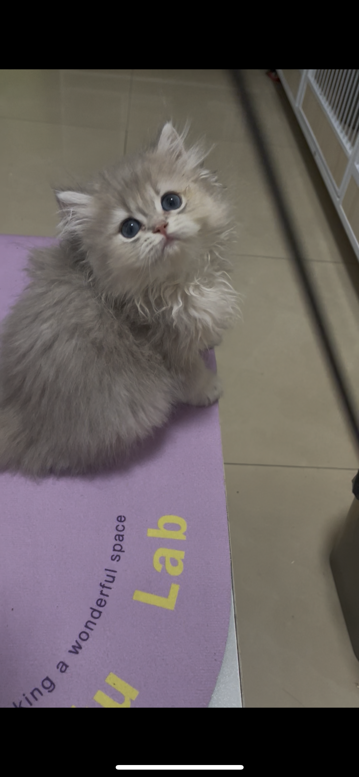 小灰