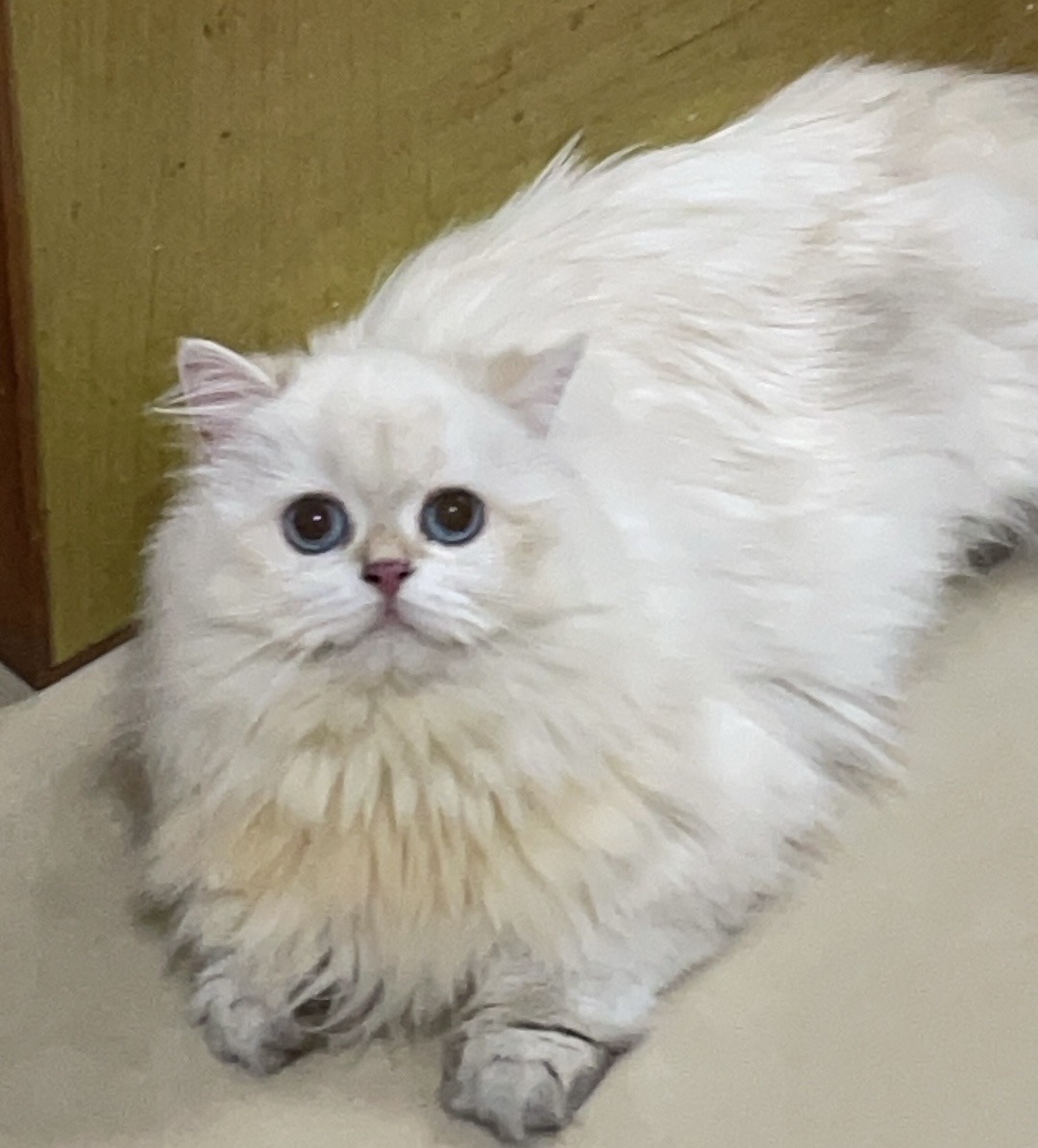 豆豆