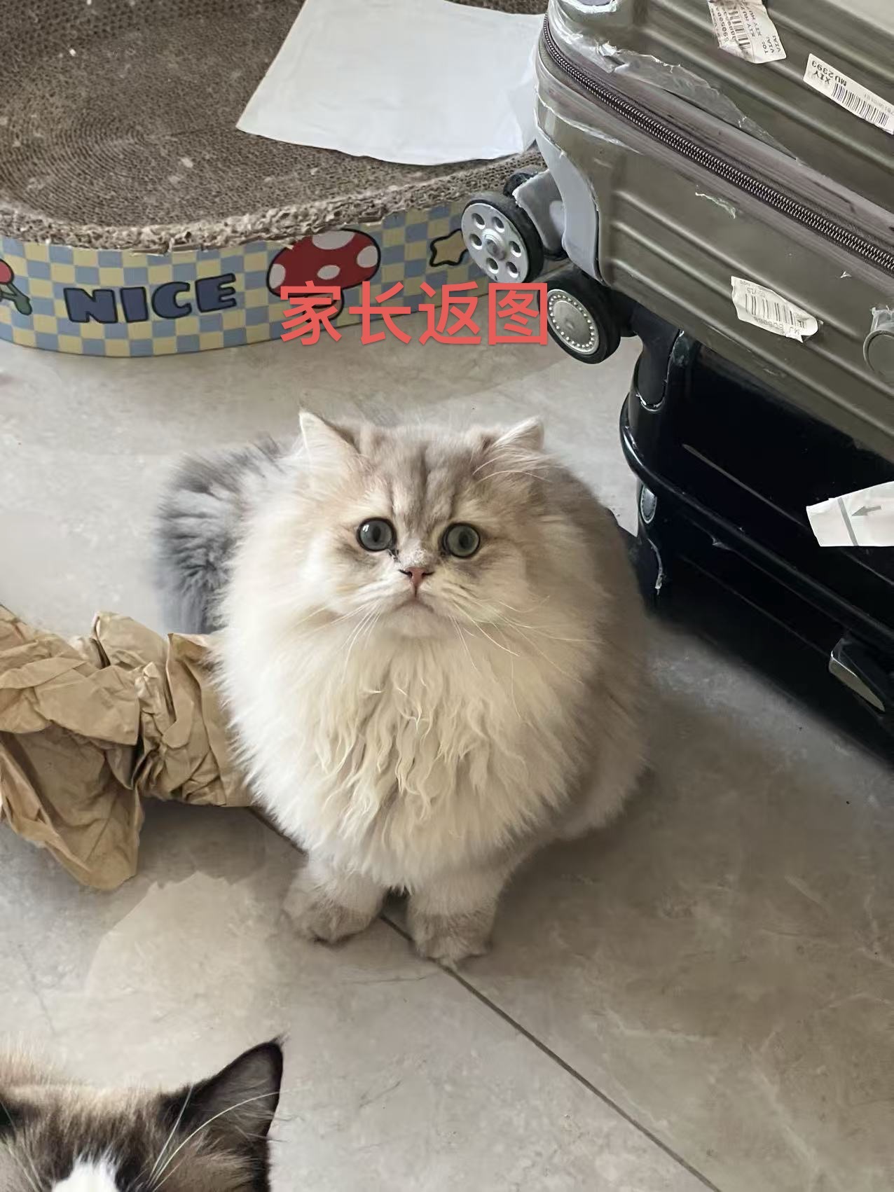 小灰