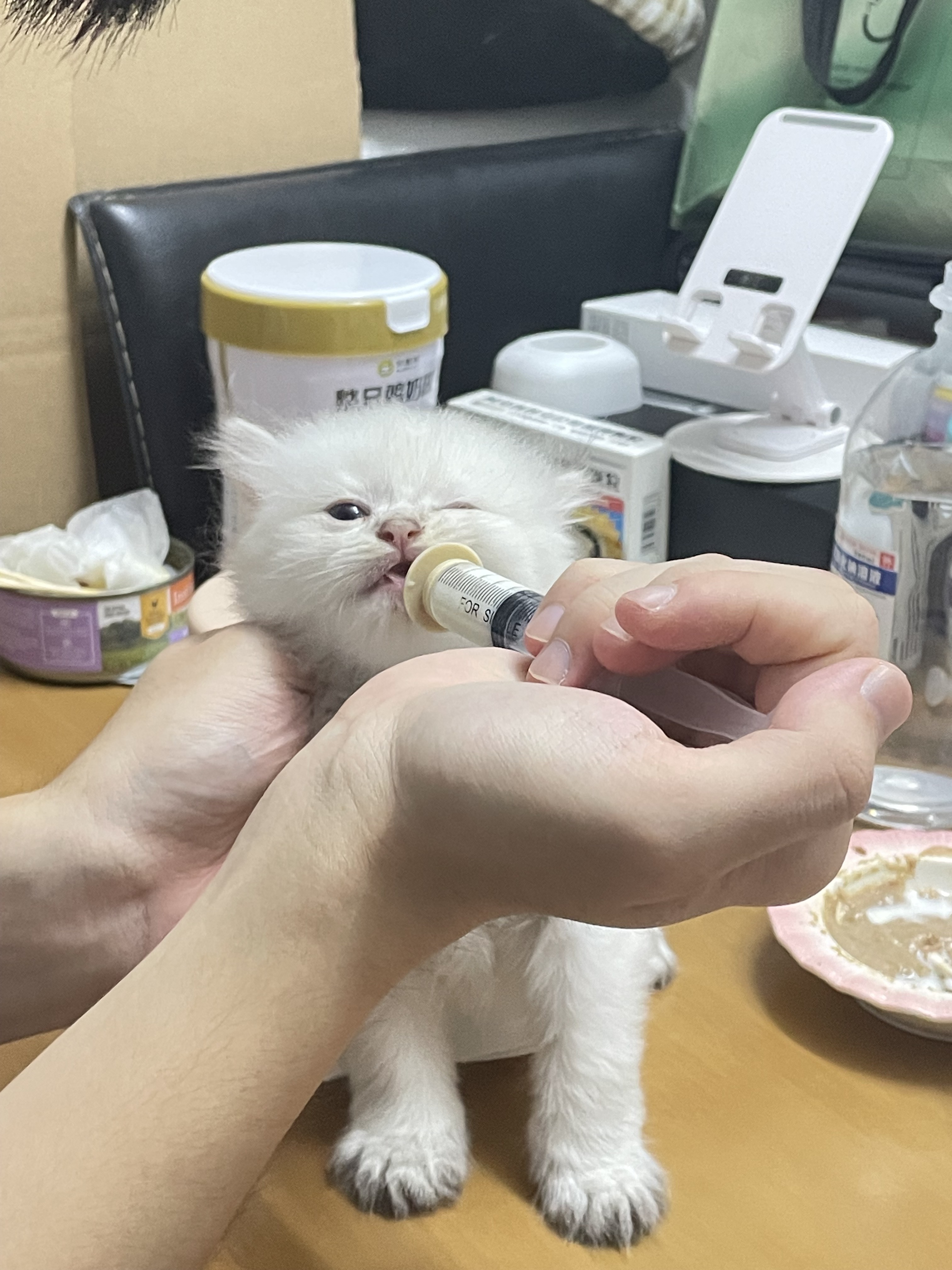 短毛妹妹