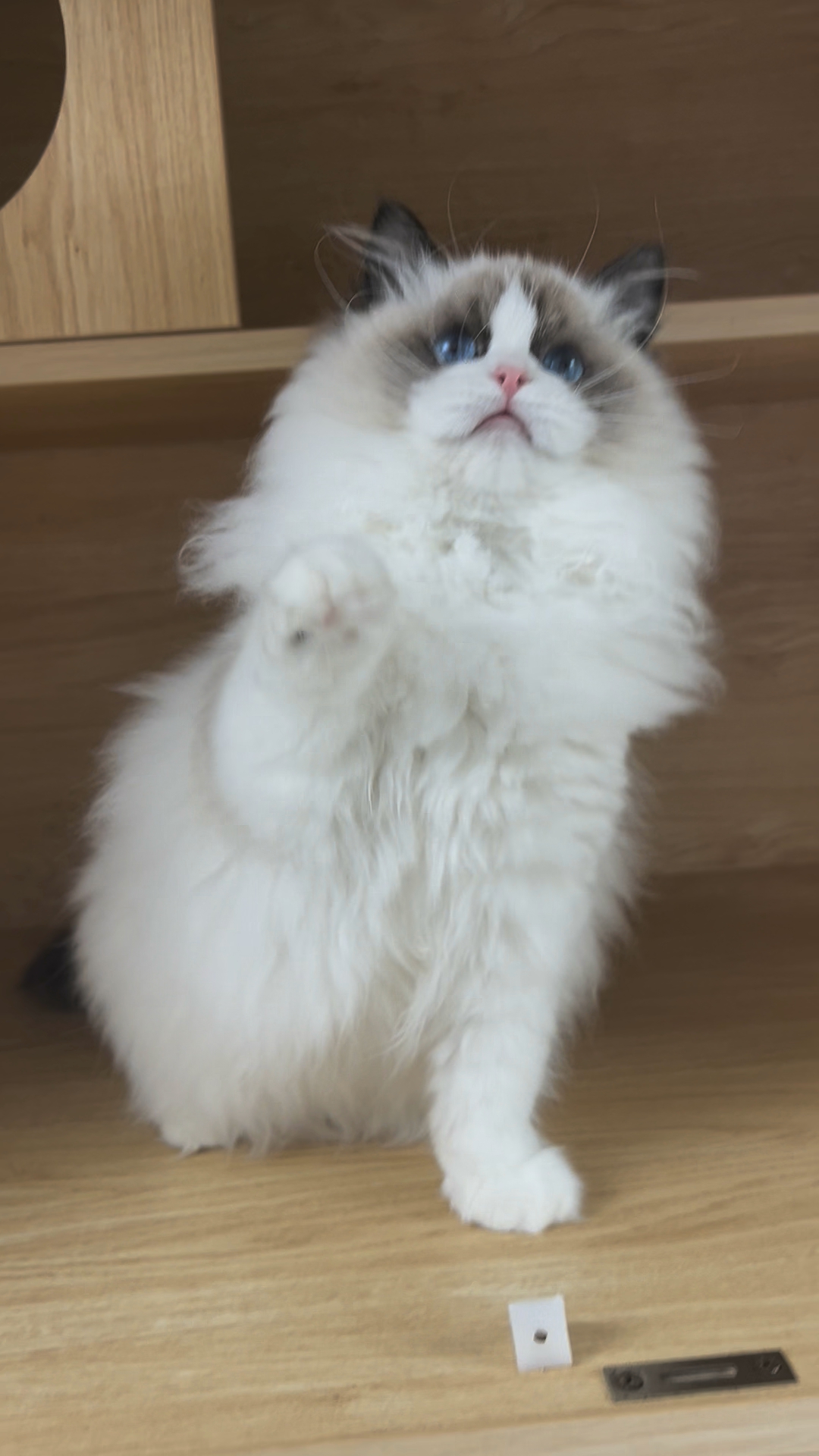 喵仙森布偶猫舍