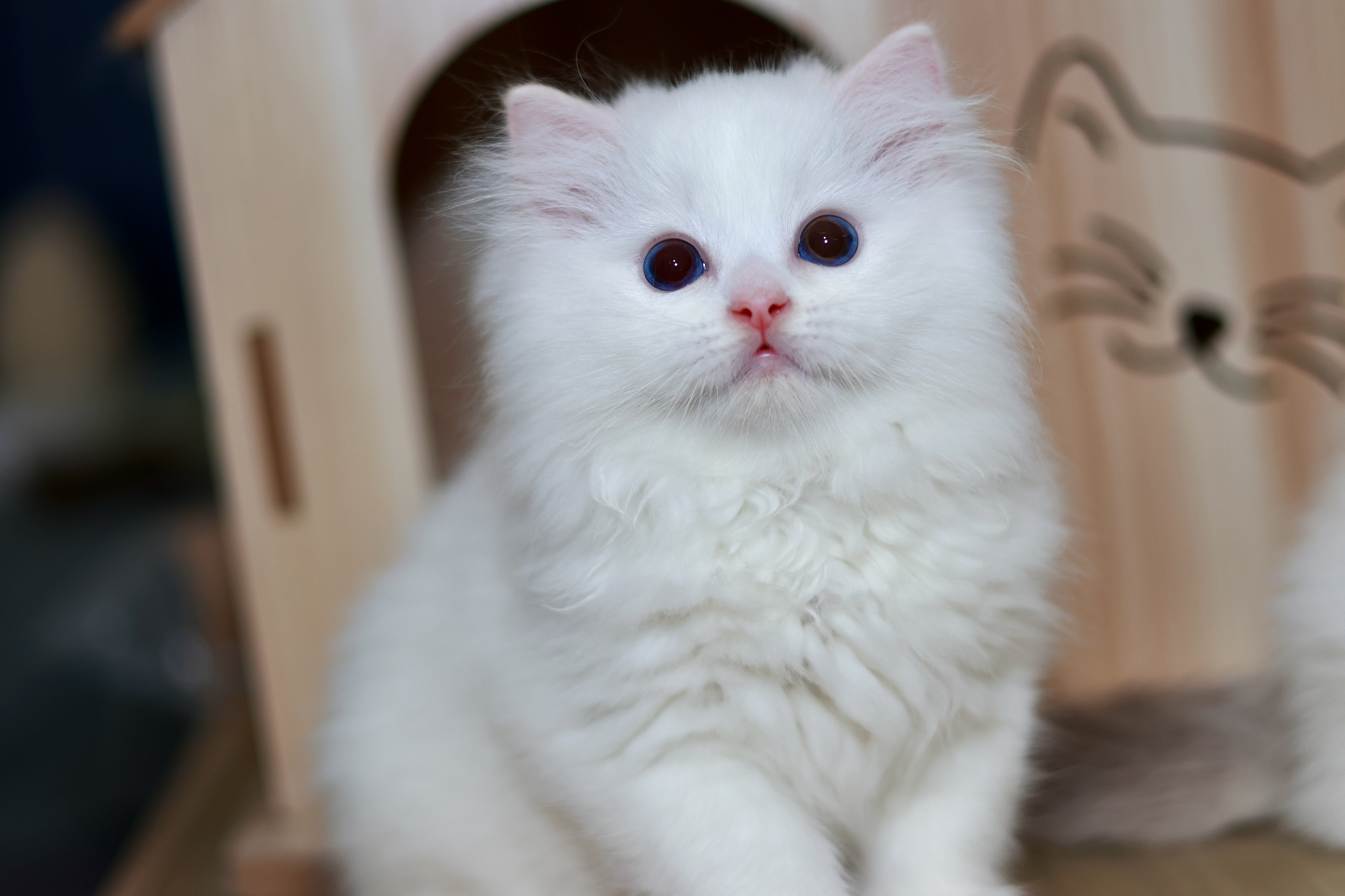 奶黄包