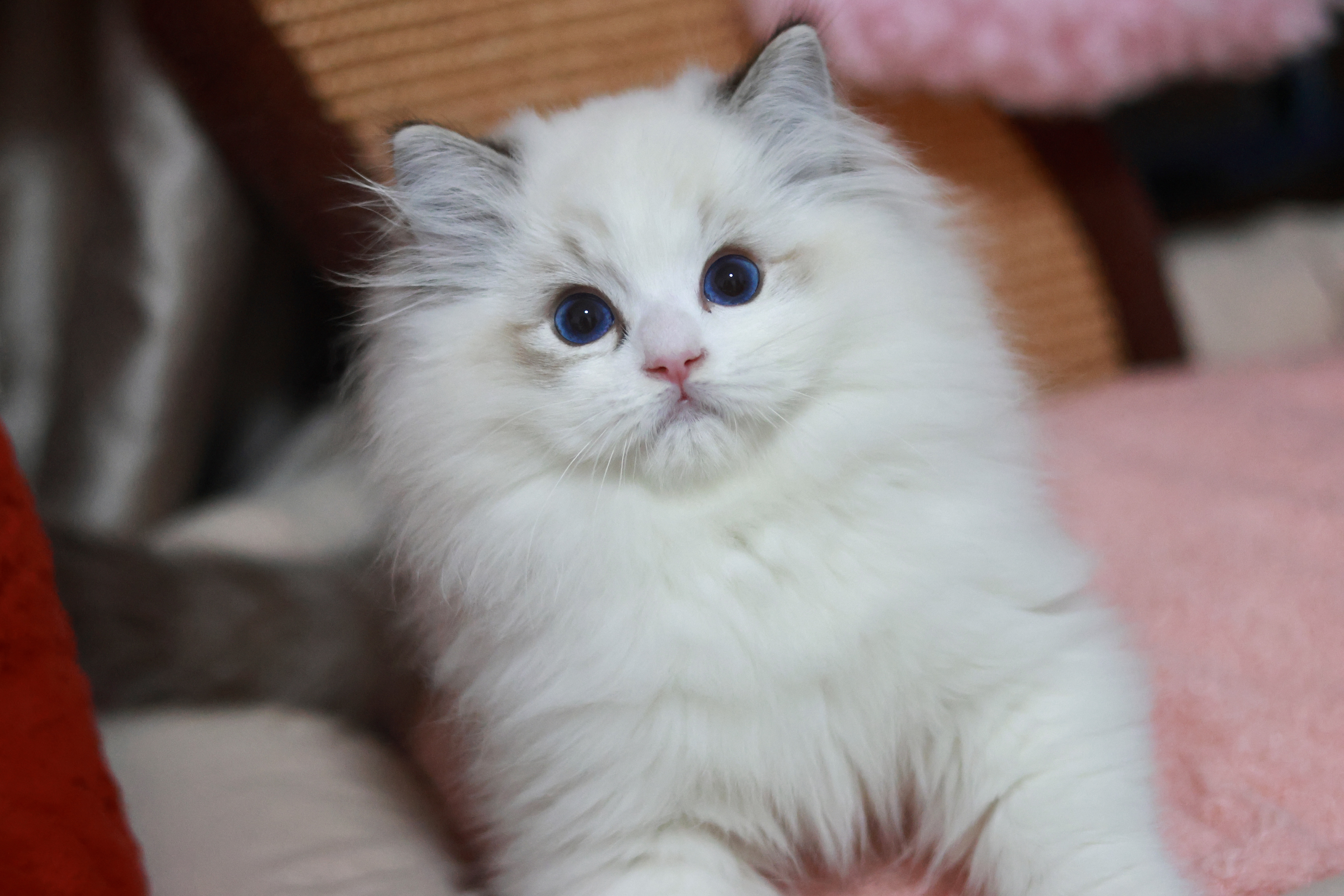 BerryCream布偶猫舍