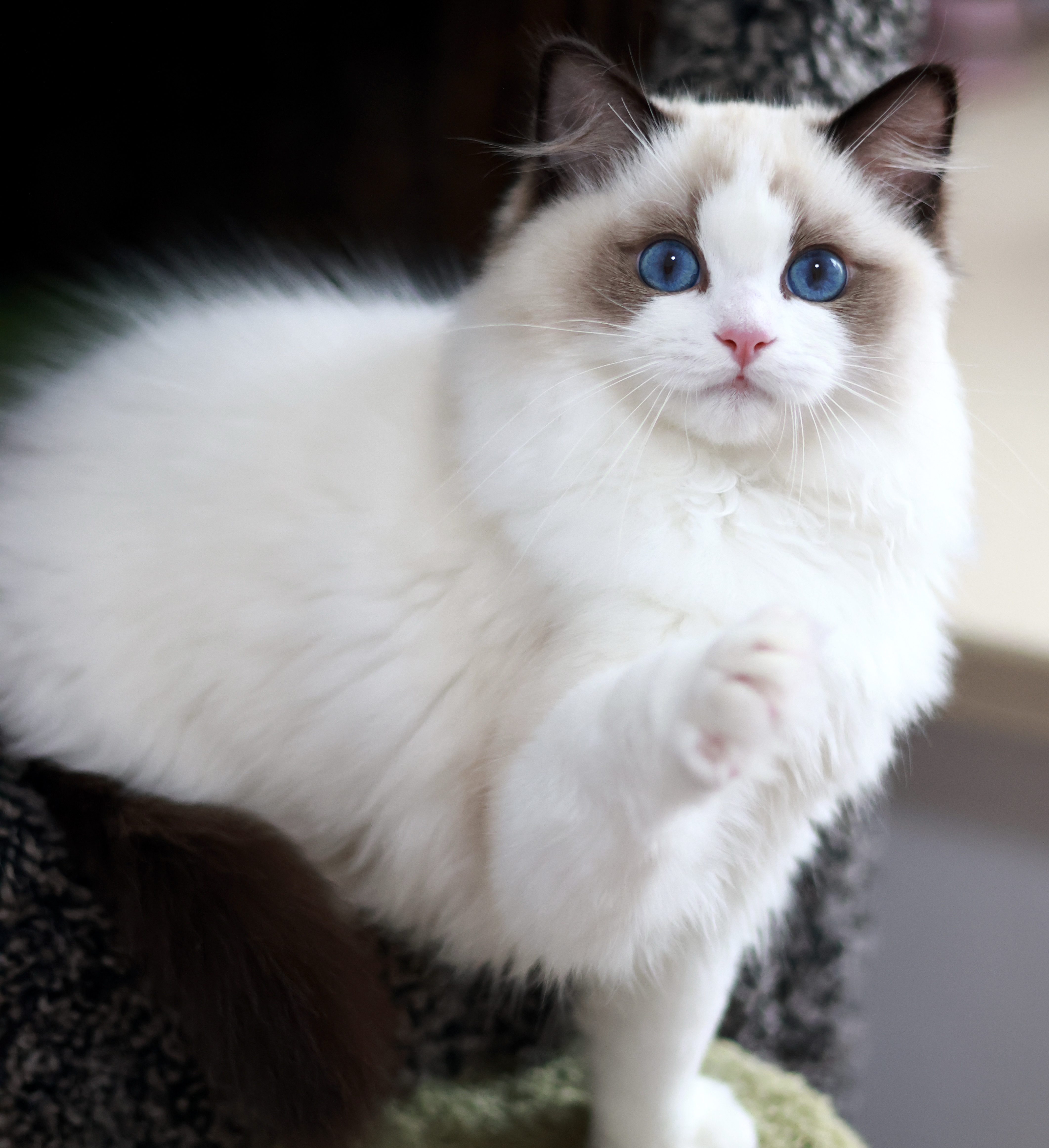 Lyra