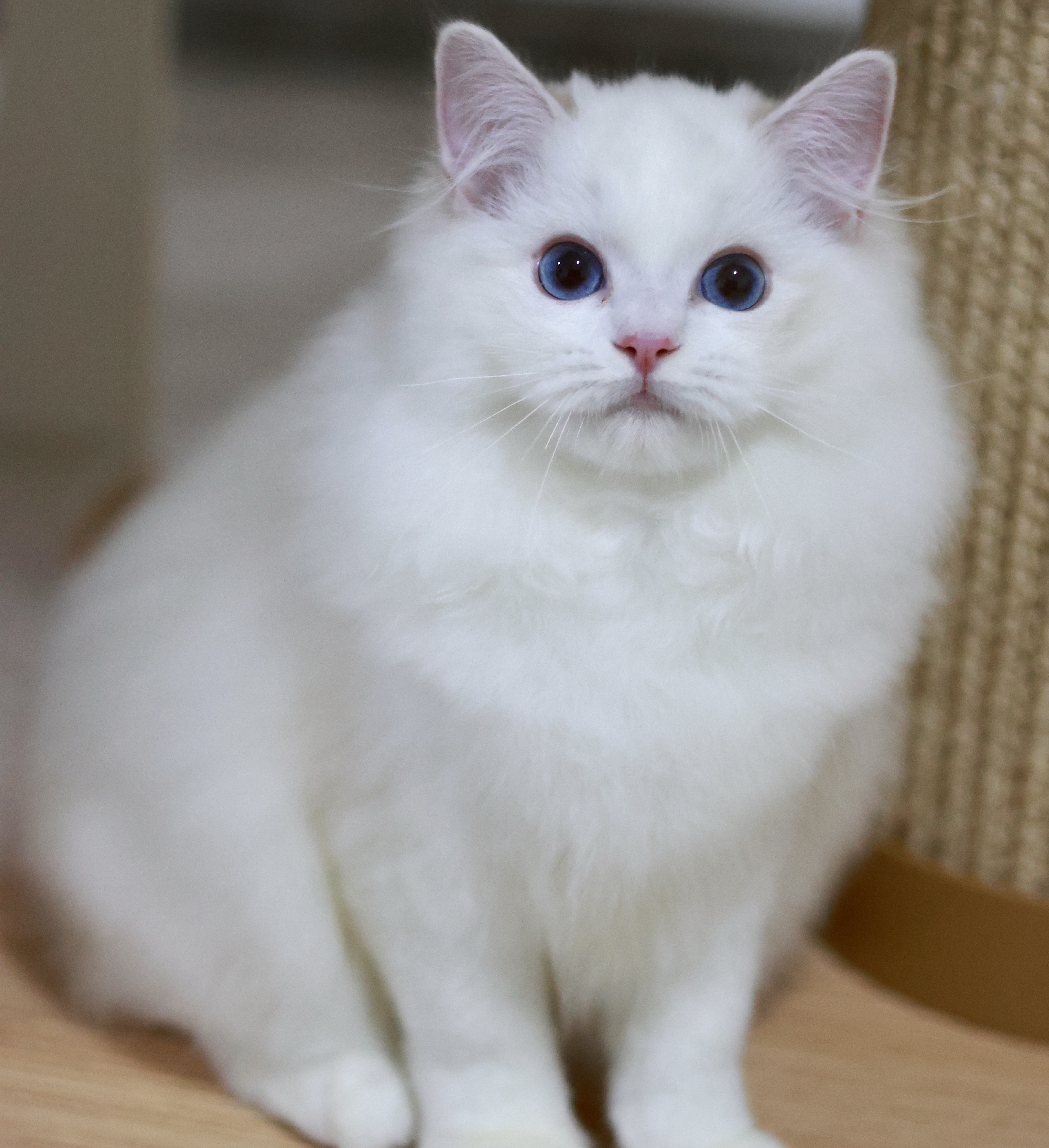 BerryCream布偶猫舍