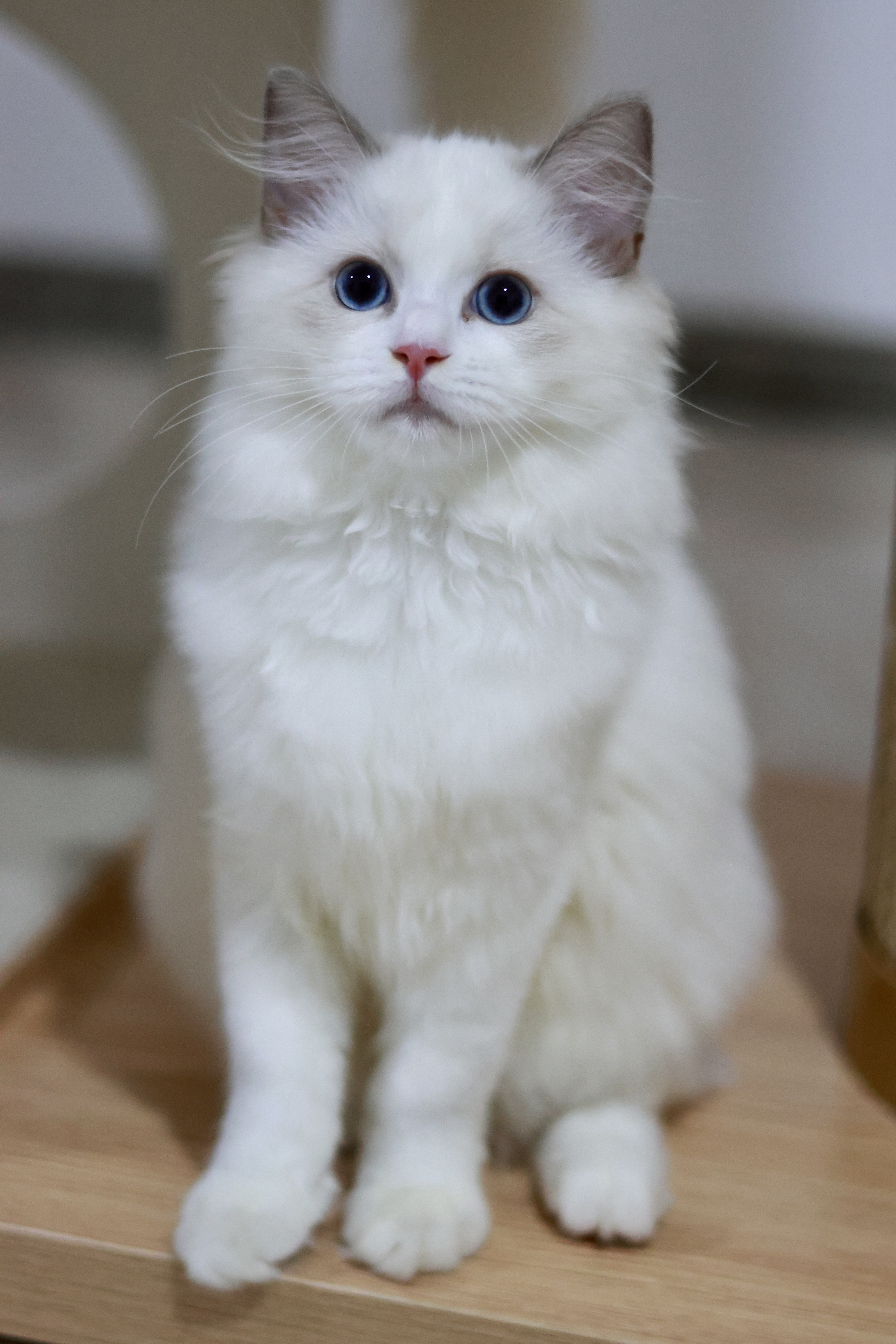 海棠 5