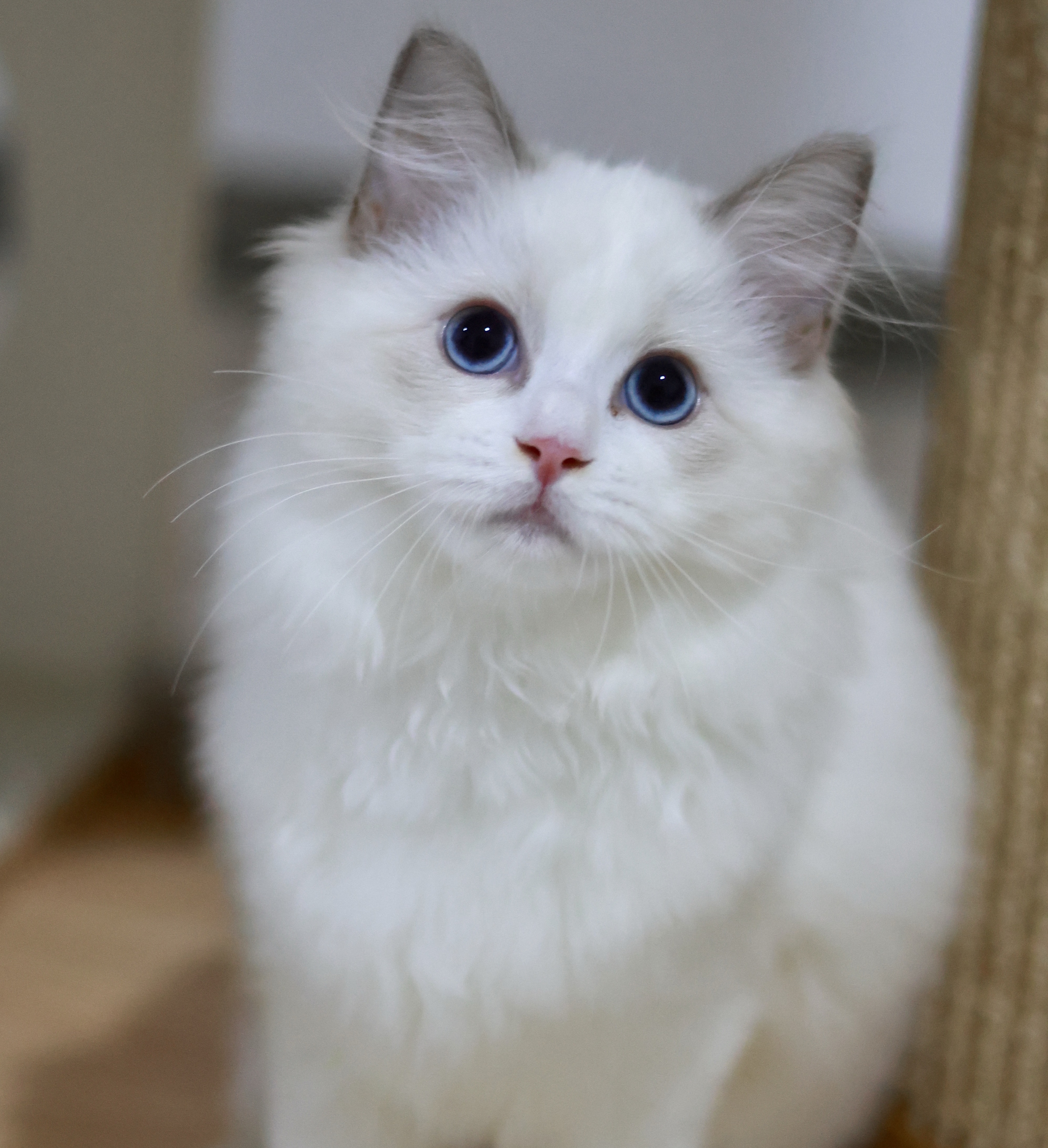 BerryCream布偶猫舍