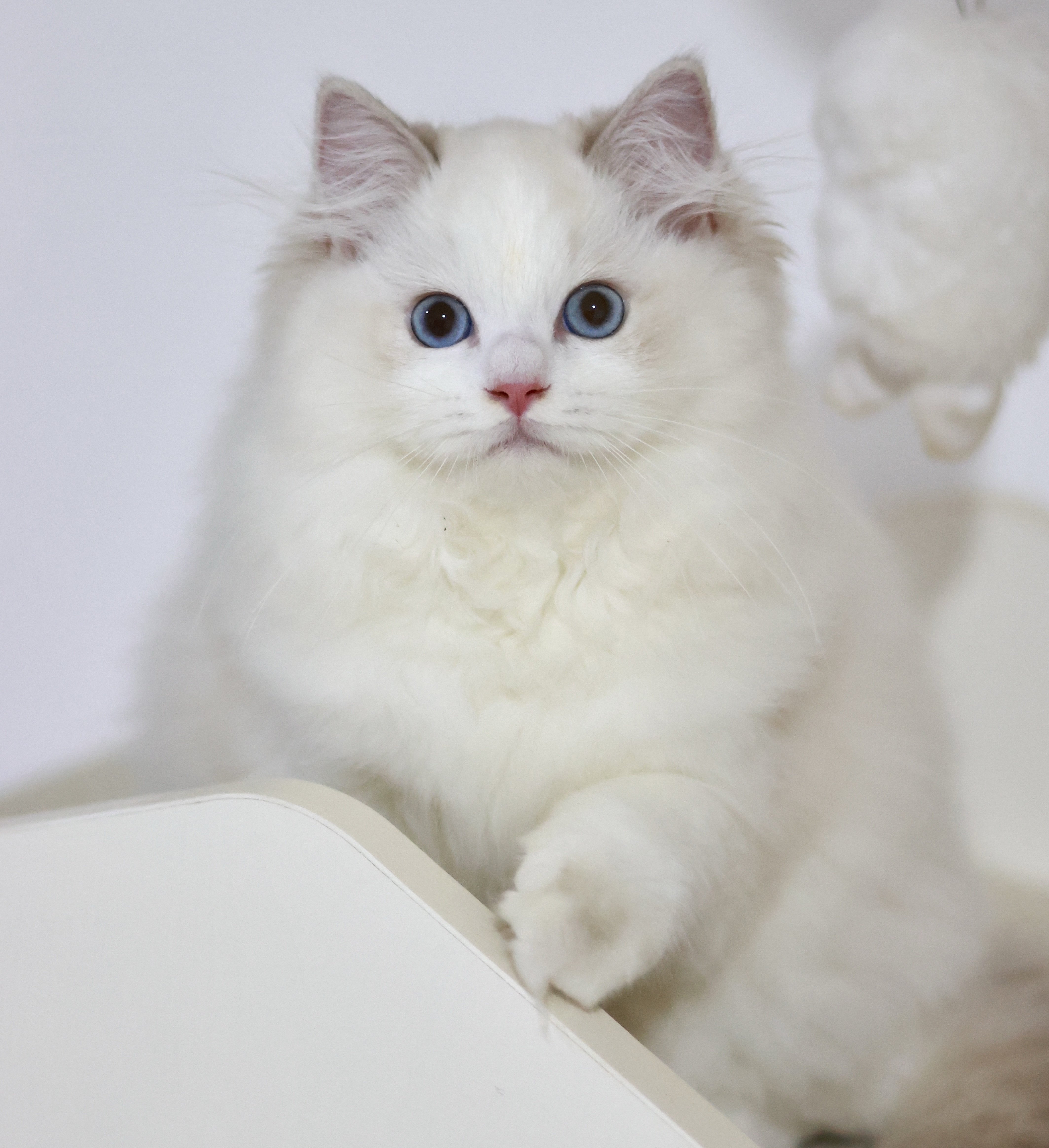 BerryCream布偶猫舍