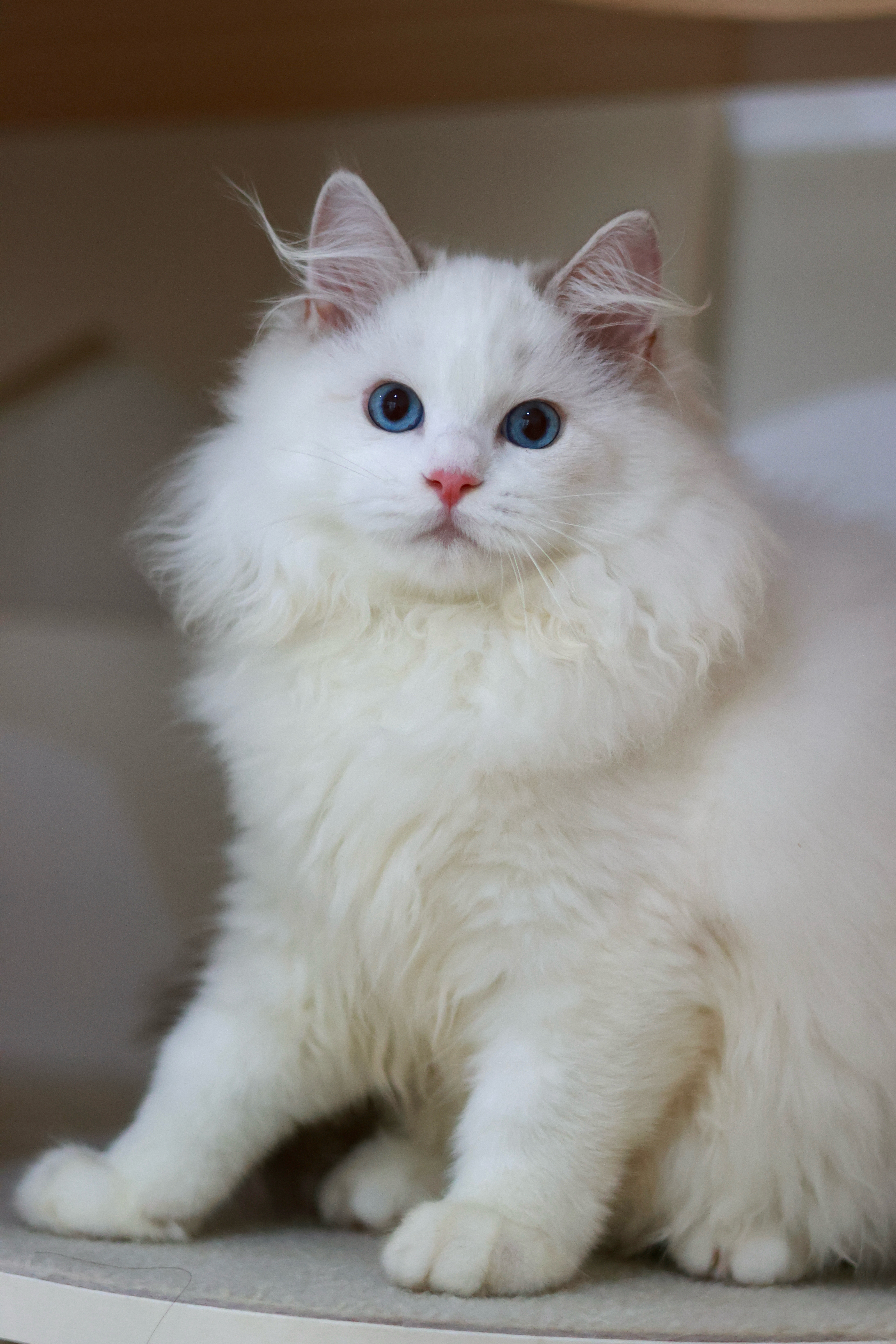 云杉