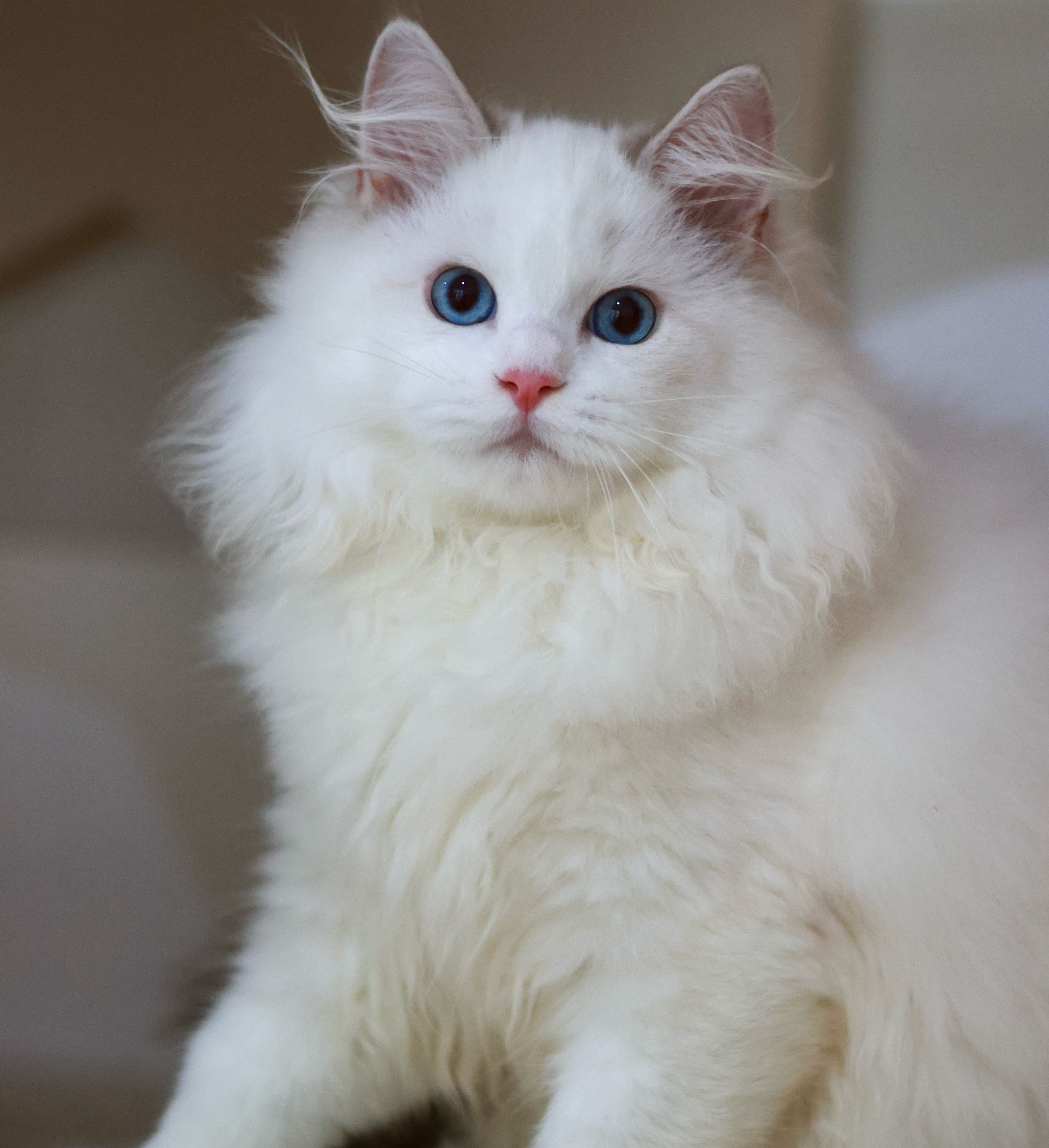 BerryCream布偶猫舍