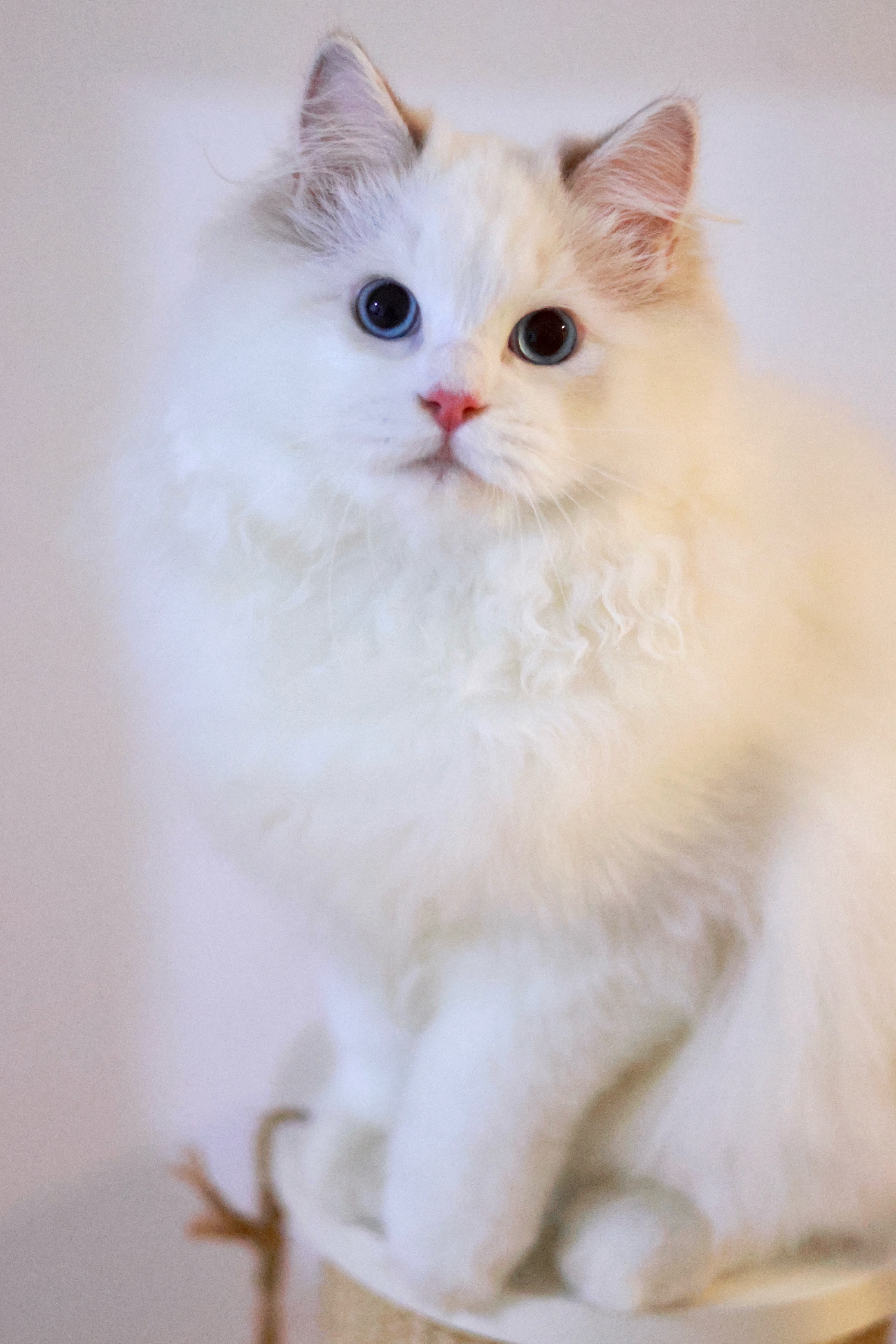 云杉