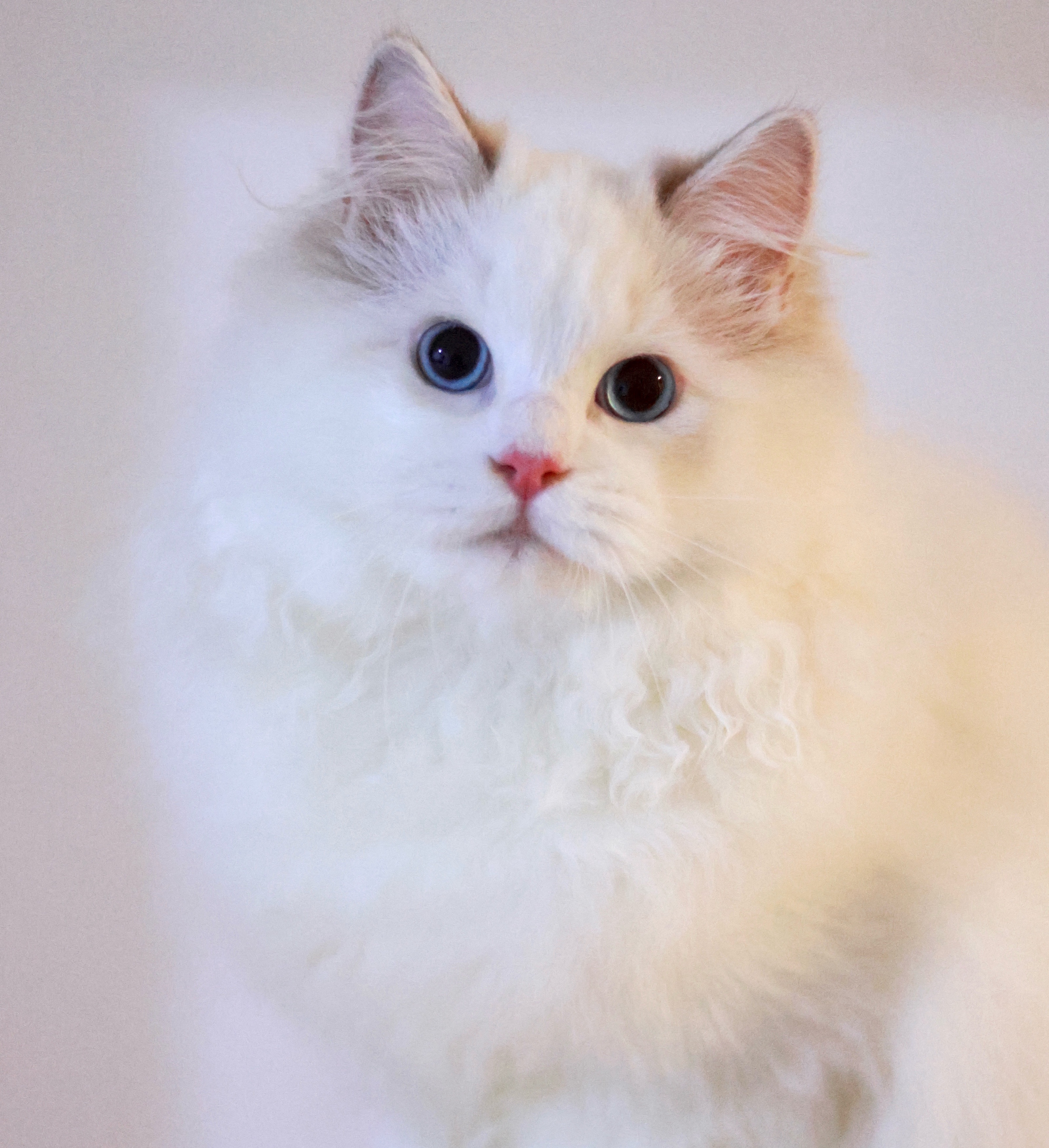 BerryCream布偶猫舍