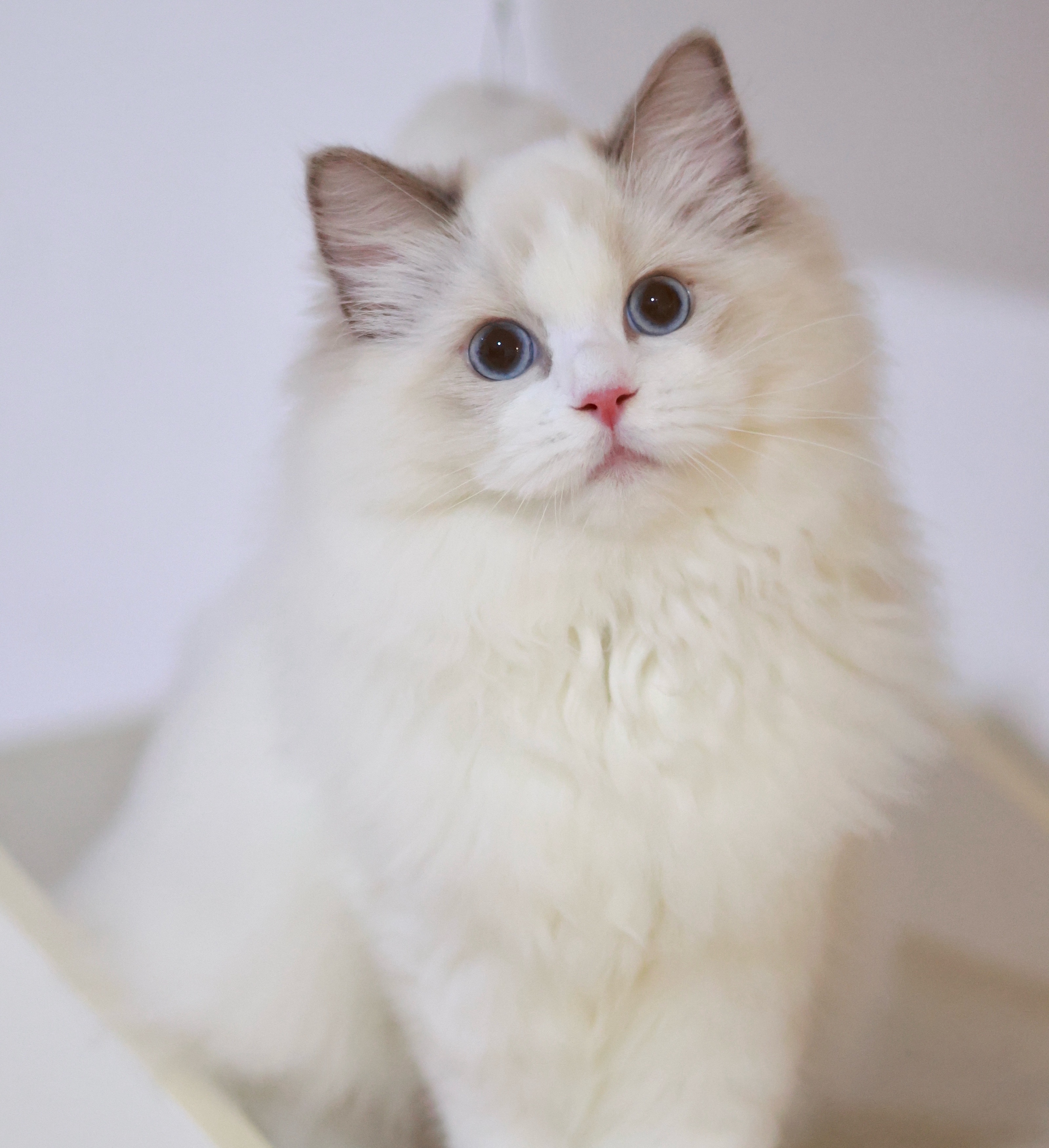 BerryCream布偶猫舍