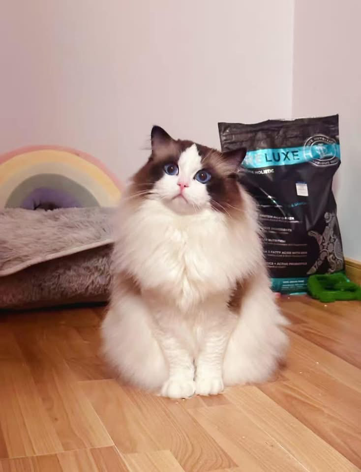 Tail