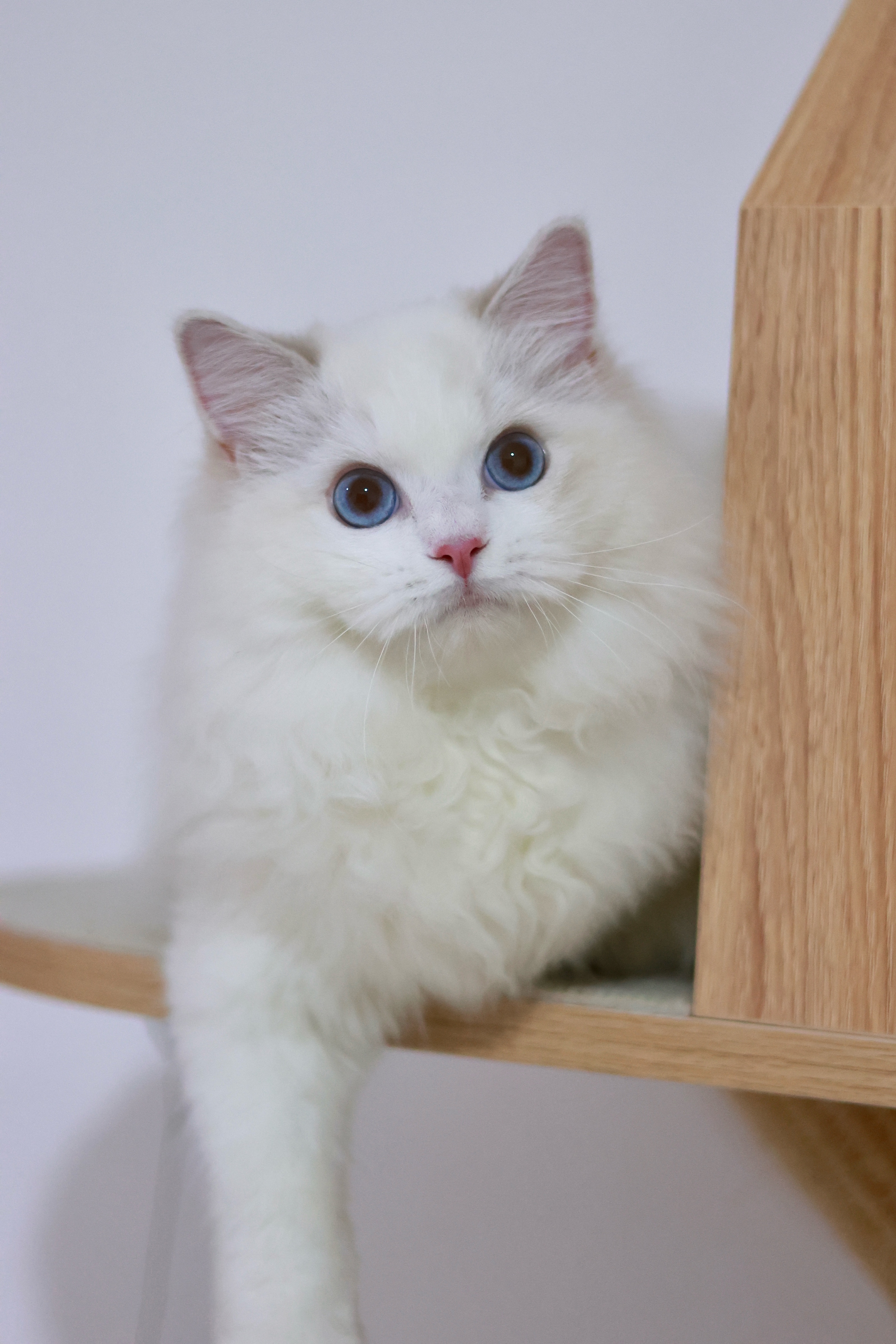😻