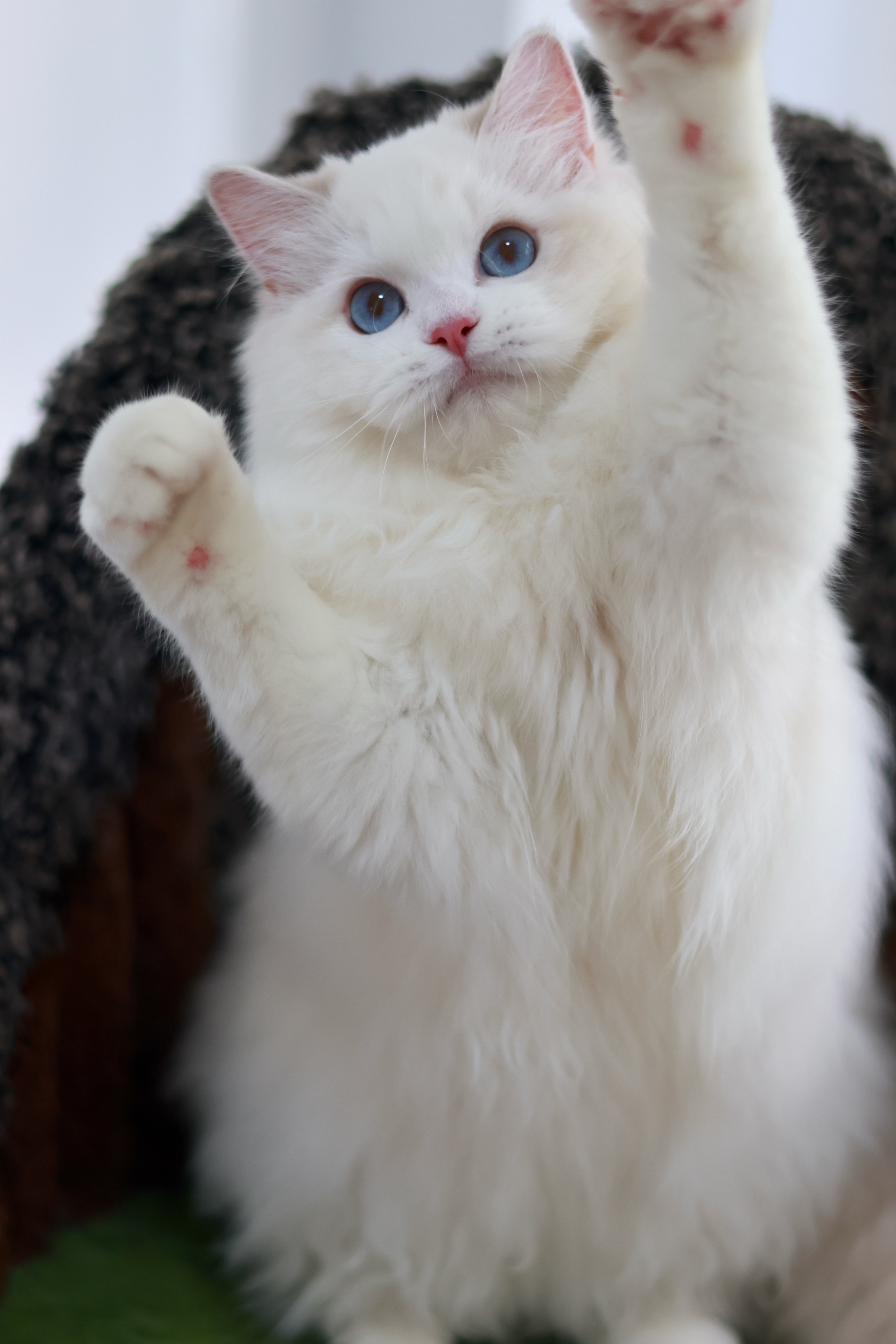 😻