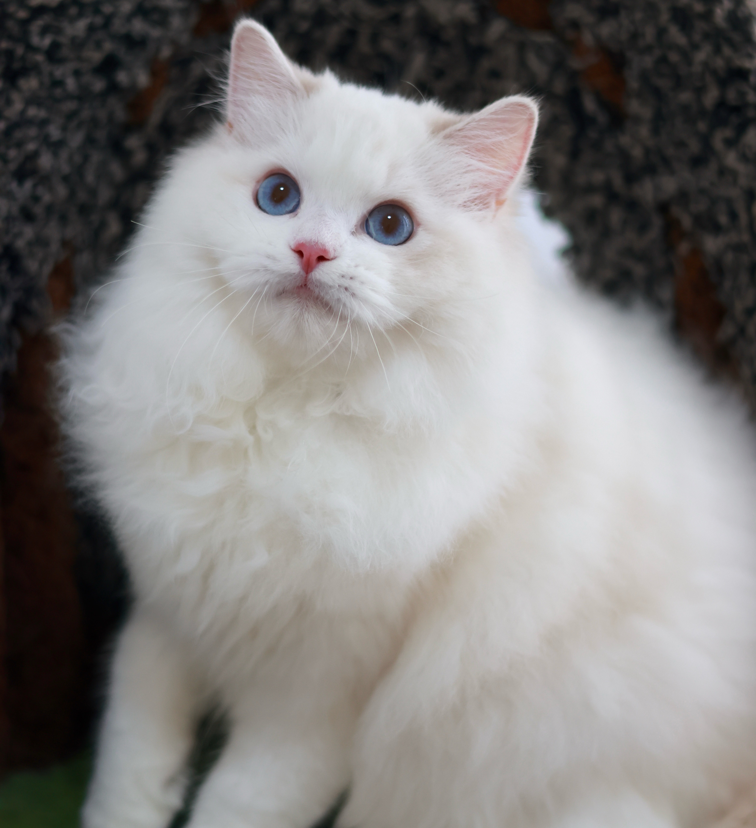 BerryCream布偶猫舍