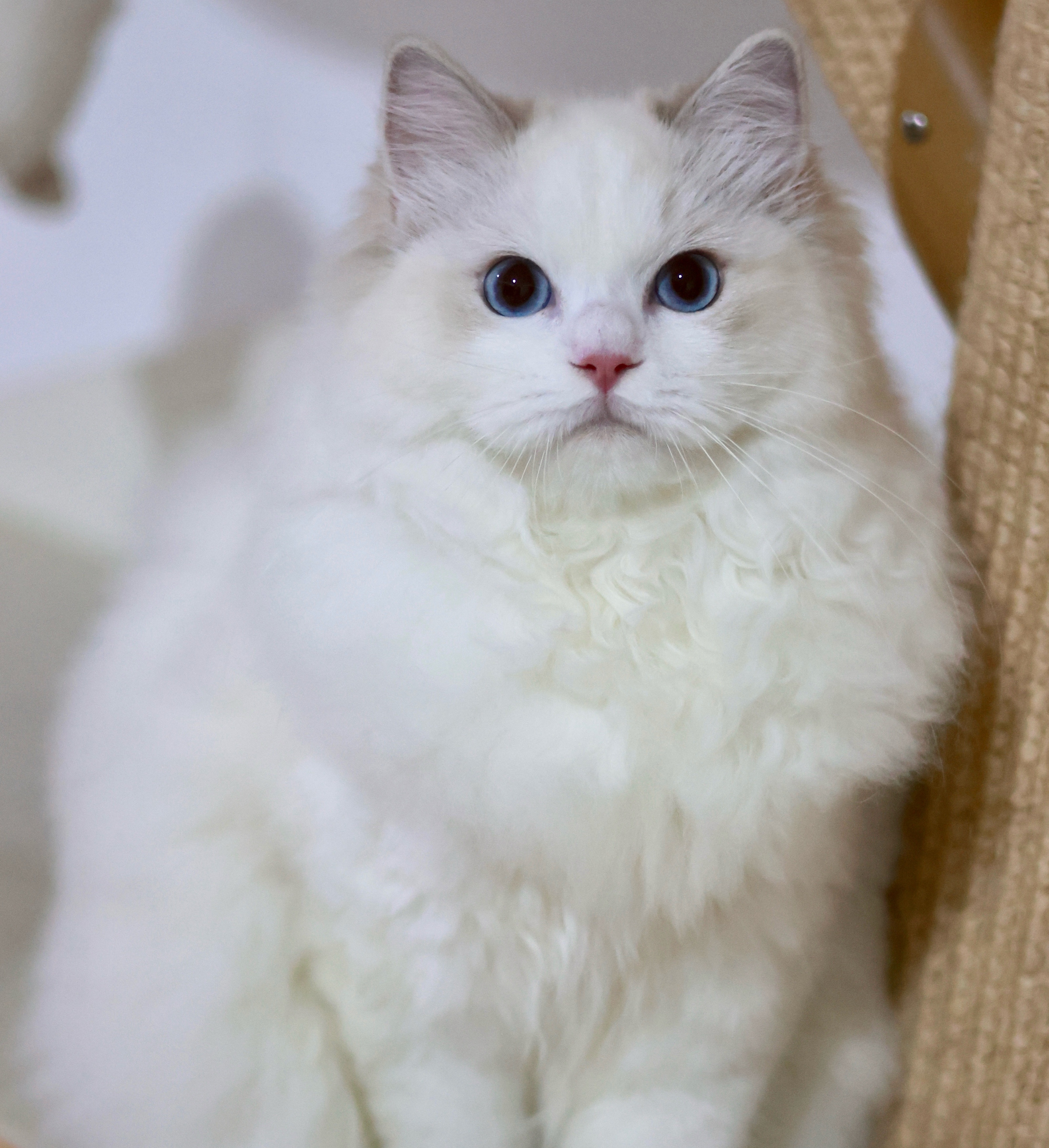 BerryCream布偶猫舍