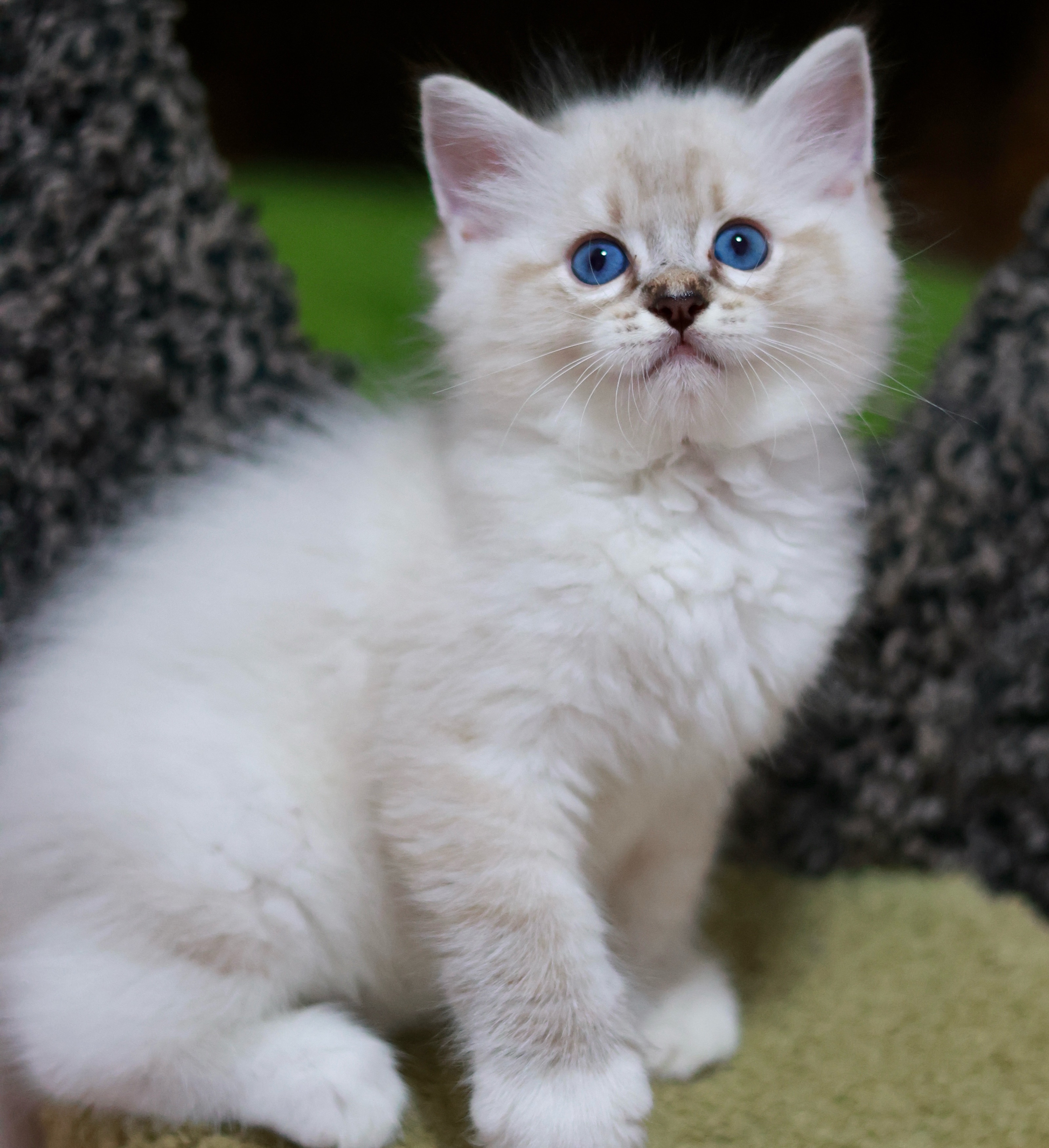 BerryCream布偶猫舍