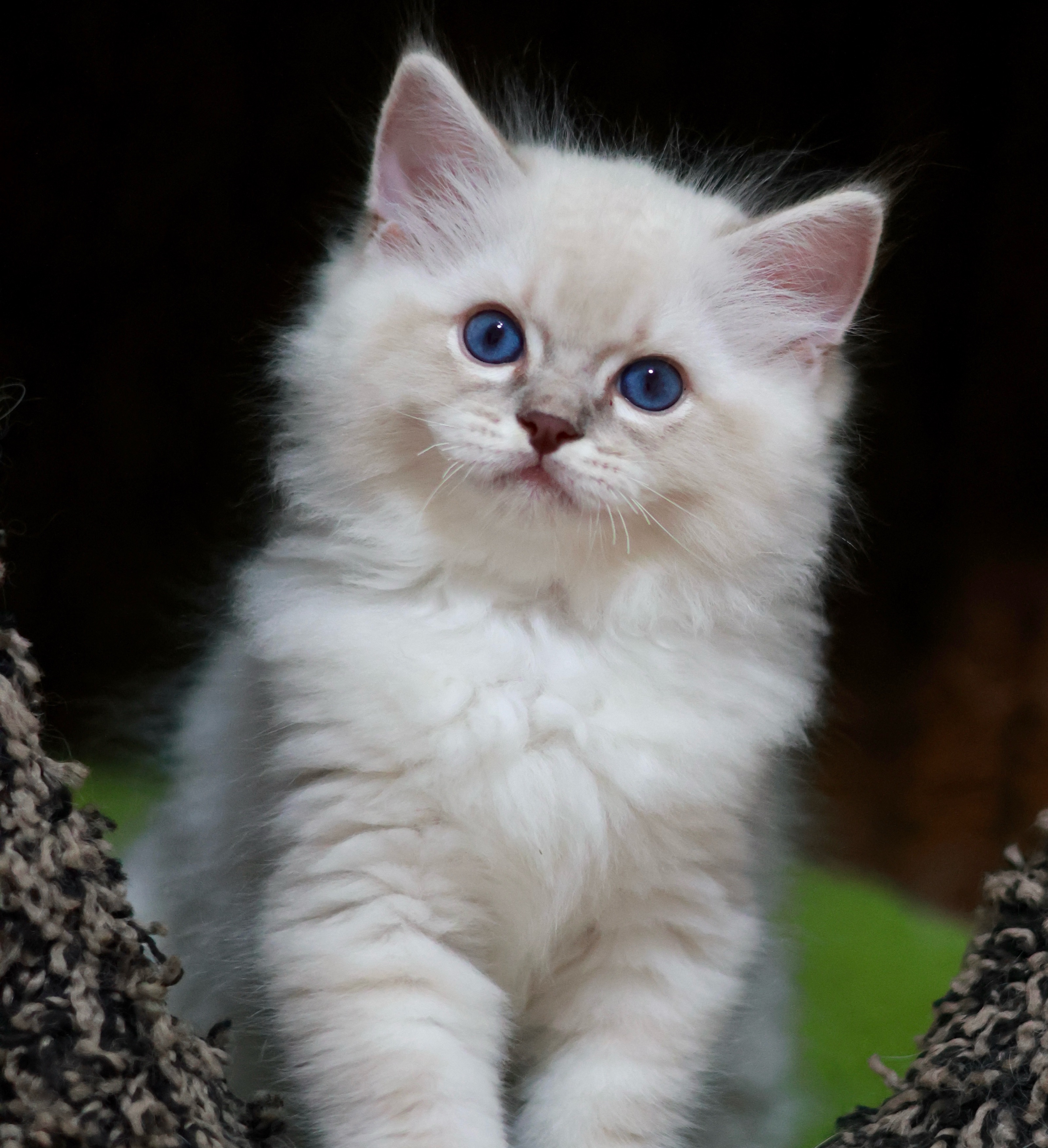BerryCream布偶猫舍