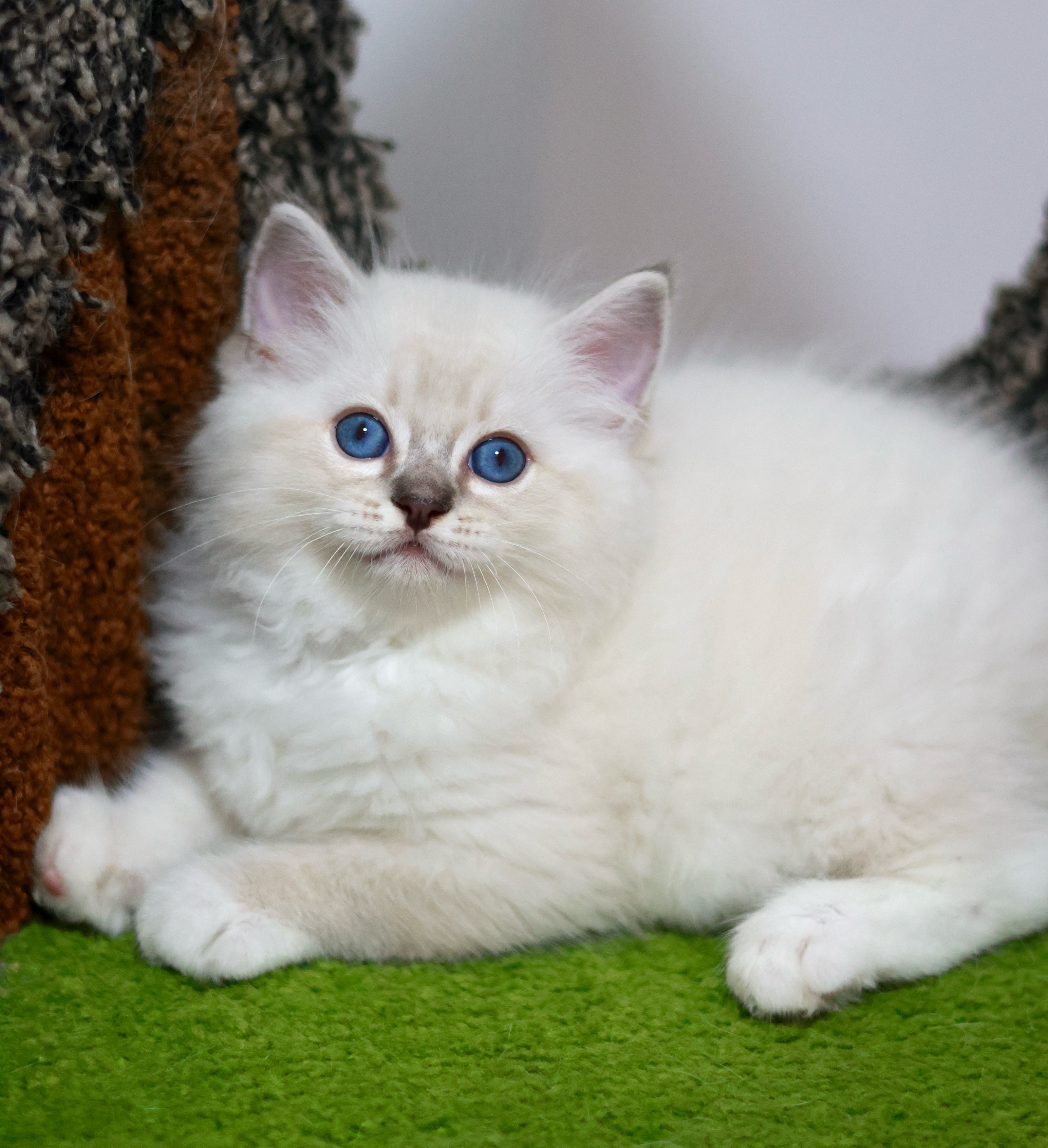 BerryCream布偶猫舍