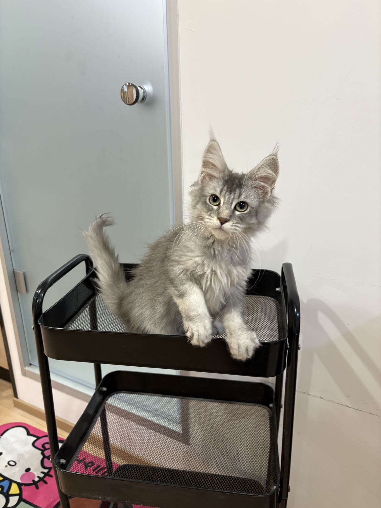 银虎斑缅因弟弟