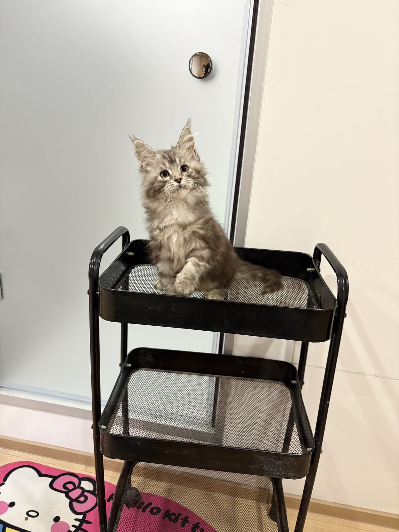 银虎斑缅因弟弟