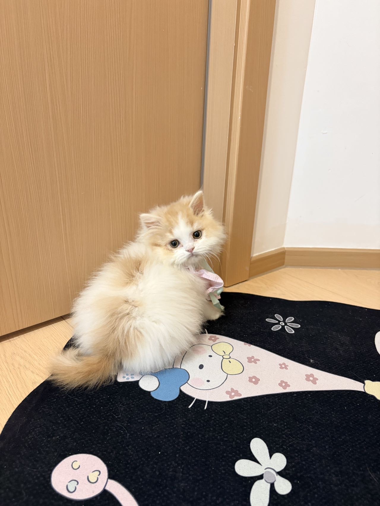 乳白长毛弟弟 照片 2