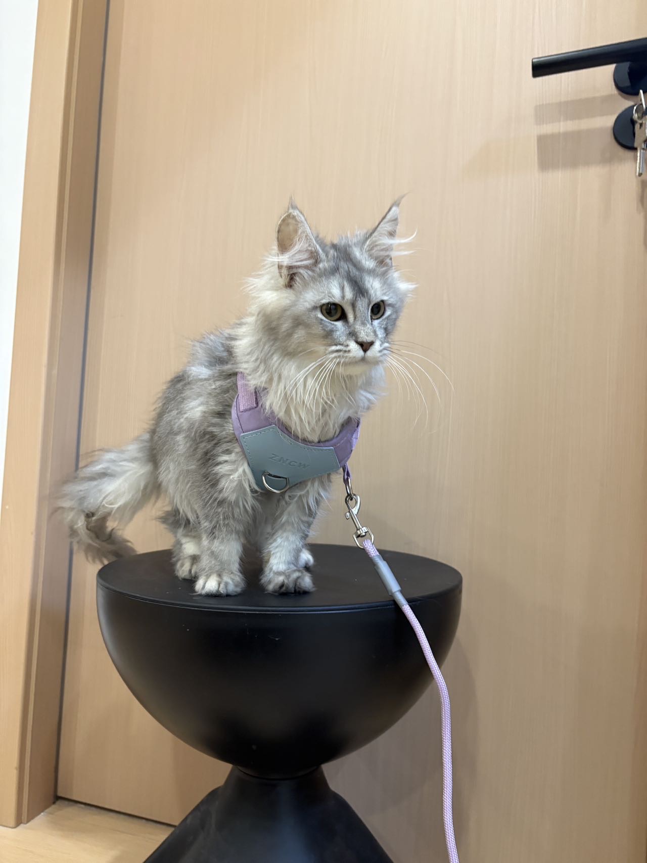 浅银虎缅因弟弟