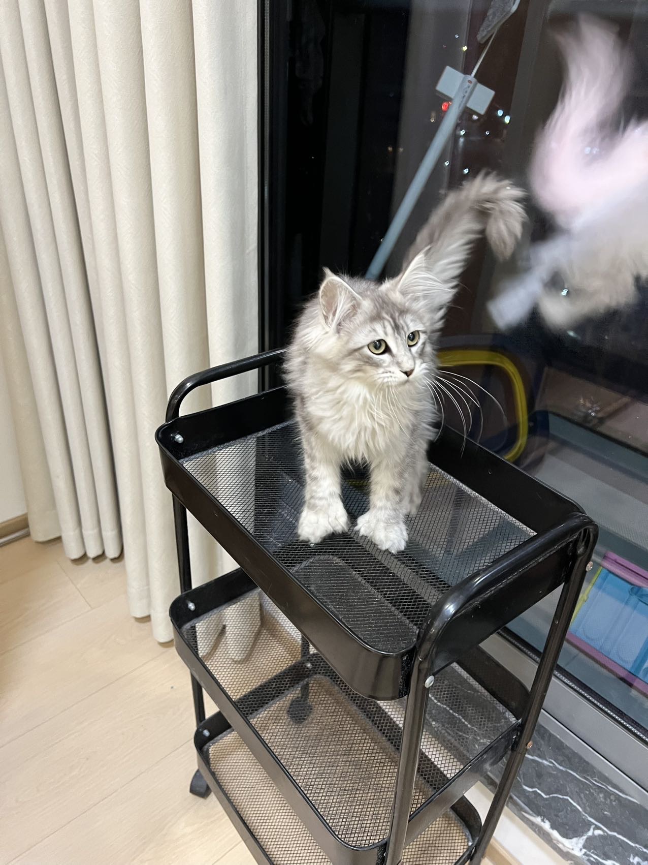 浅银虎缅因妹妹大脚 照片 3