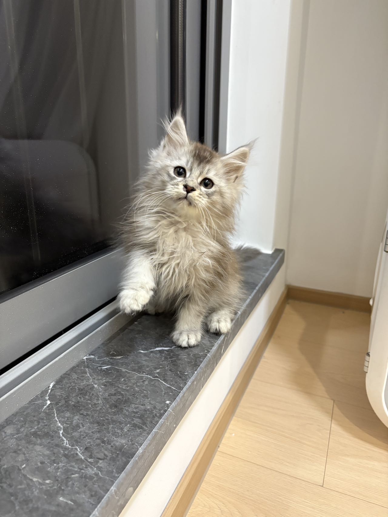 浅银虎缅因弟弟