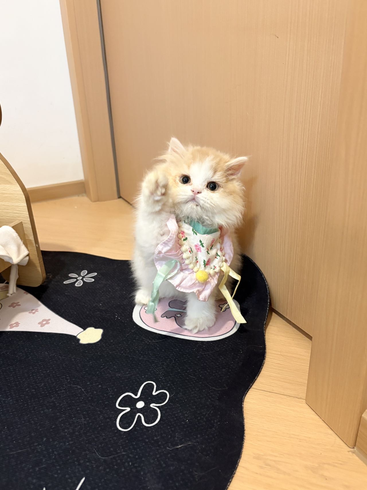 乳白长毛弟弟