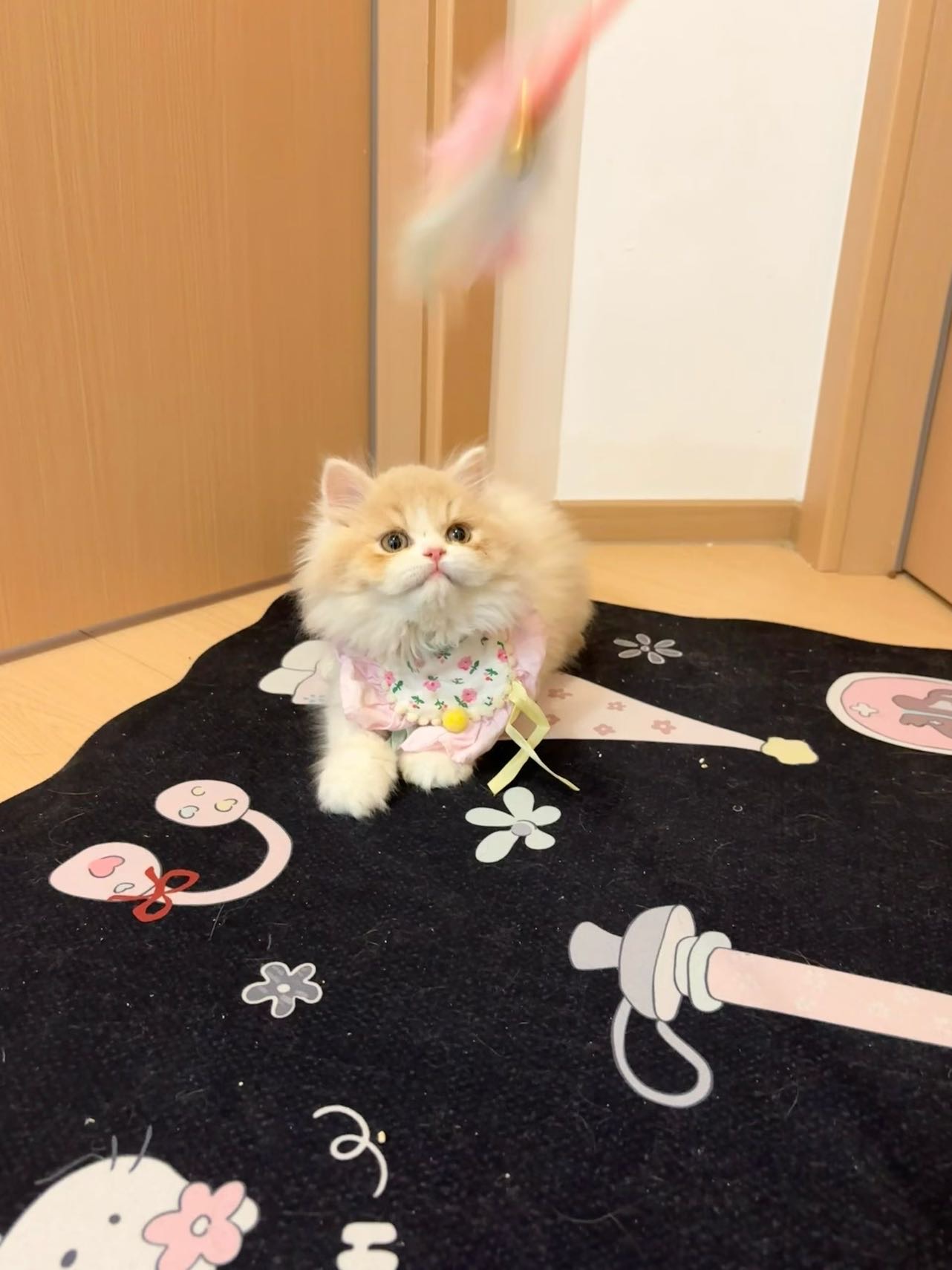 乳白长毛妹妹